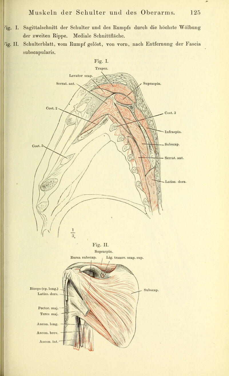 'ig. 1. Sagittalschnitt der Schulter und des Rumpfs durcli die höchste Wölbung der zweiten Rippe. Mediale Schnittfläche, 'ig. II. Schulterblatt, vom Rumpf gelöst, von vorn, nach Entfernung der Fascia subscapularis. Fig. L Trapez. Lcvator scap. Serrat. aut. \ ^X'^-^^^-^^^v^^^Ss^?, /I^^ÄV ✓ Supraspin. Cost. 2 Cost. 3 Cost. 3 Serrat. ant. Latiss. dors. Fig. IL Supraspin. Bursa subscap. , Lig. trausv. scap. sup. BicepH (cp. long.) Latiss. dors. Subscap.