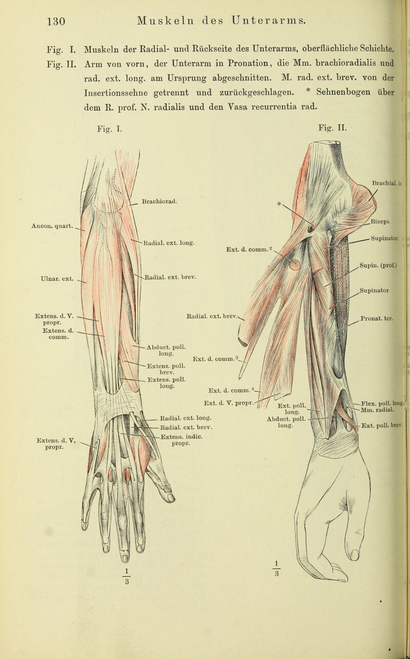 Fig. I. Muskeln der Radial- und Rückseite des Unterarms, oberflächliche Schichte. Fig. II. Arm von vorn, der Unterarm in Pronation, die Mm. brachioradialis uni rad. ext. long, am Ursprung abgeschnitten. M. rad. ext. brev. von der i Insertionssehne getrennt und zurückgeschlagen. * Sehnenbogen über dem R. prof. N. radialis und den Yasa recurrentia rad.