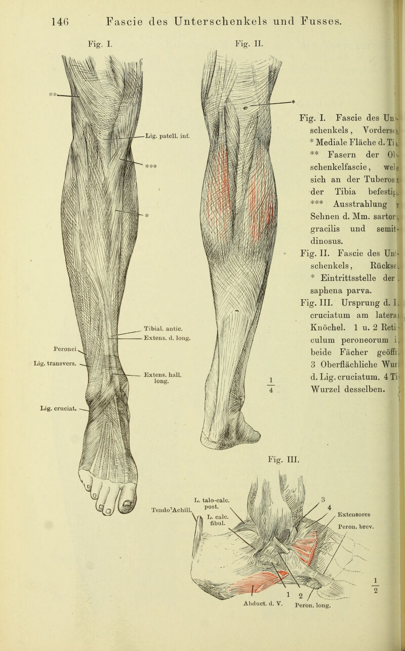 Fig. I. Fig. IL PerouLi Lig. transvers. Lig. criiciat. Lig. patell. iiif. Tibial. autic. Extens. d. long. Fig, I. Fascie des Un| schenkeis, Vorders(| * Mediale Fläche d. Tij ** Fasern der Oll schenkelfascie, we]| sich an der TuberosI der Tibia befestij *** Ausstrahlung Sehnen d. Mm. sartorl '1 gracilis und semit! dinosus. Fig. II. Fascie des Unlj schenkeis, Rücksei * Eintrittsstelle der saphena parva. Fig. III. Ursprung d. I] cruciatum am lateral Knöchel. 1 u. 2 Reti: culum peroneorum i beide Fächer geöffrl 3 Oberflächliche Wur d. Lig. cruciatum. 4 Tij Wurzel desselben. Fig. III. L. talo-calc Teud.o''Achill. AljcUict. d. V. Peron. long.