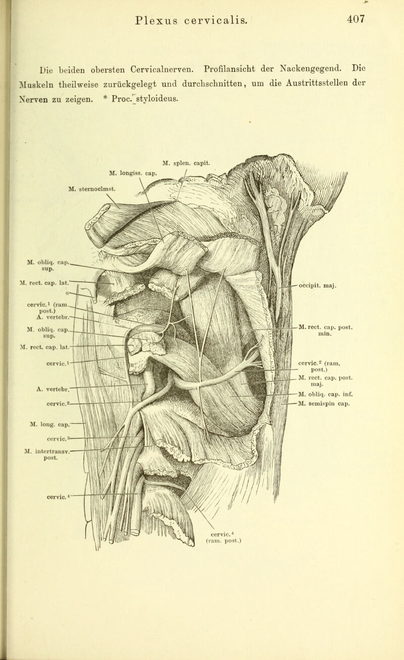 Die beiden obersten Cervicalnerven. Profilansicht der Nackengegend. Die Muskeln theilweise zurückgelegt und durchschnitten, um die Austrittsstelleu der Xerven zu zeigen. * Proc._styloideus.