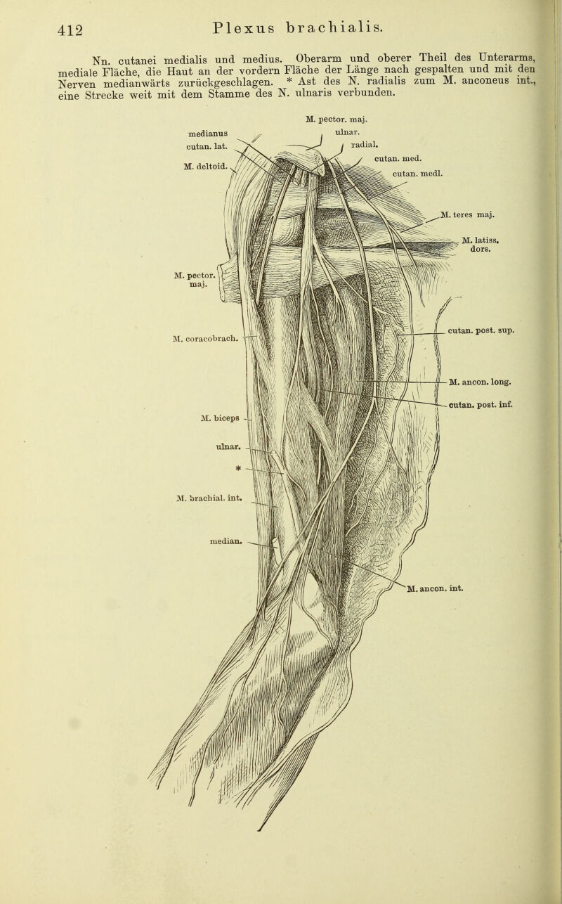 Nn. cutanei medialis und medius. Oberarm und oberer Tbeil des Unterarms, mediale Fläche, die Haut an der vordem Fläche der Länge nach gespalten und mib den Nerven medianwärts zurückgeschlagen. * Ast des N. radialis zum M. anconeus mt., eine Strecke weit mit dem Stamme des N. ulnaris verbunden. M. pector. maj. ulnar. radial. cutan. med.