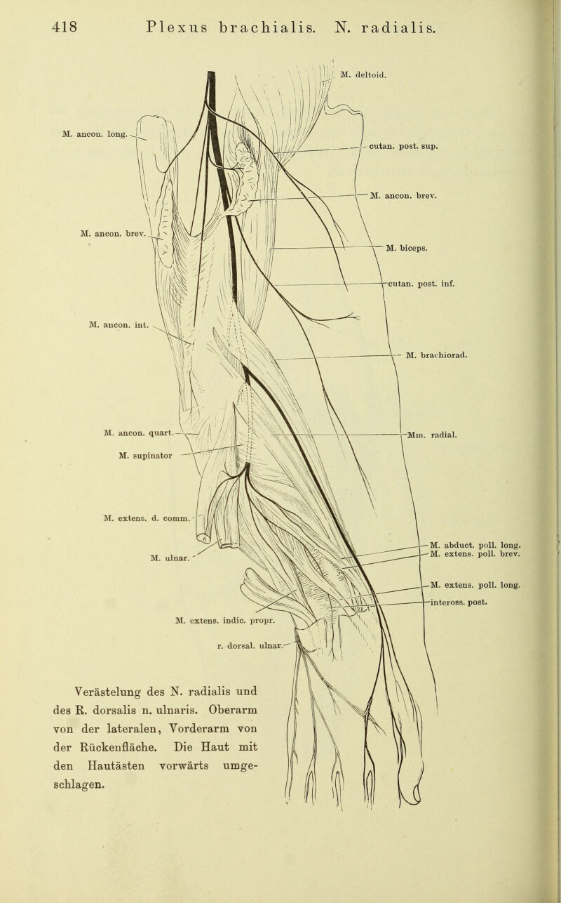 ji/, M. deltoid. M. ancon. long. M. ancon. brev. cutan. post. sup. M. ancon. brev. M. biceps. M. ancon. int cutan. post. inf. M. brachiorad. M. ancon. quart, M. supinator M. extens. d. comm. Mm. radial. M. ulnar. — M. abduct. poll. long. M. extens. poll. brev. —M. extens. poll. long. —inteross. post. Verästelung des N. radialis und des R. dorsalis n. ulnaris. Oberarm von der lateralen, Vorderarm von der Rückenfläche. Die Haut mit den Hautästen vorwärts umge- schlagen.