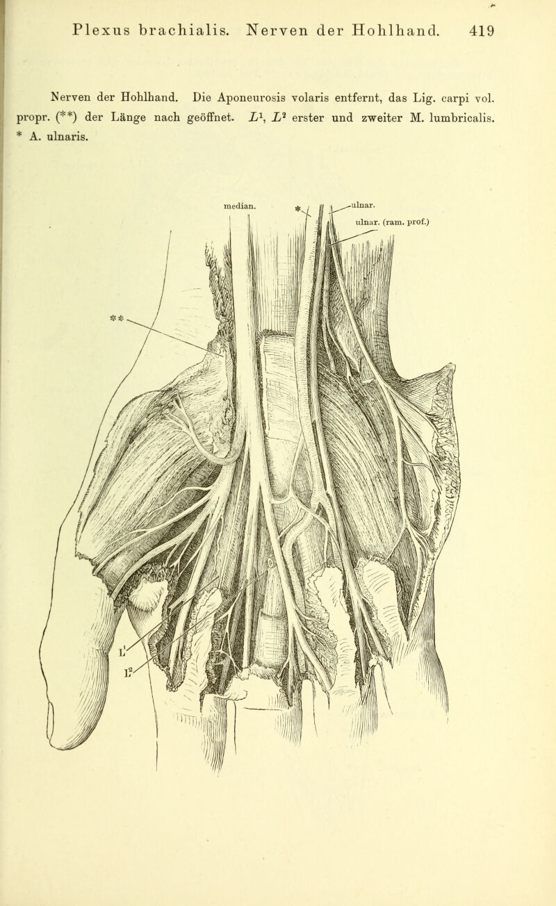 Nerven der Hohlhand. Die Aponeurosis volaris entfernt, das Lig. carpi vol. propr. (**) der Länge nach geöffnet, i^, Iß erster und zweiter M. lumbricalis. * A. ulnaris.