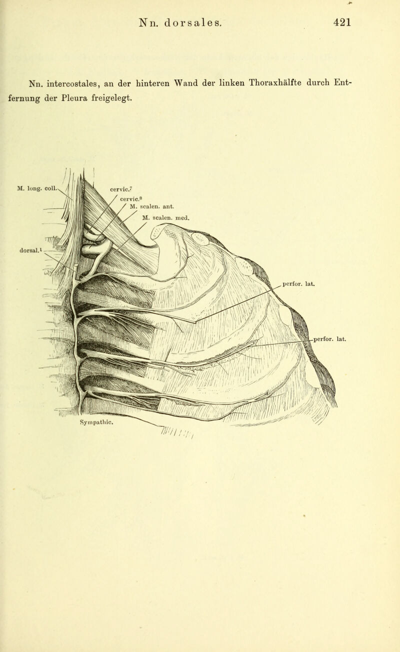 Nn. intercostales, an der hinteren Wand der linken Thoraxhälfte durch Ent- fernung der Pleura freigelegt. M. long. coli. cervic.8 M. Scalen, ant. M. Scalen, med.