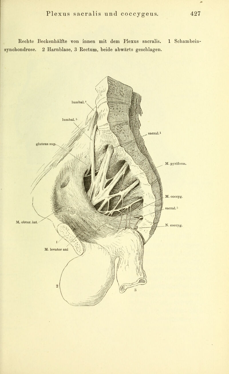 Rechte Beckenhälfte von innen mit dem Plexus sacralis. 1 Schambein- synchondrose. 2 Harnblase, 3 Rectum, beide abwärts geschlagen.