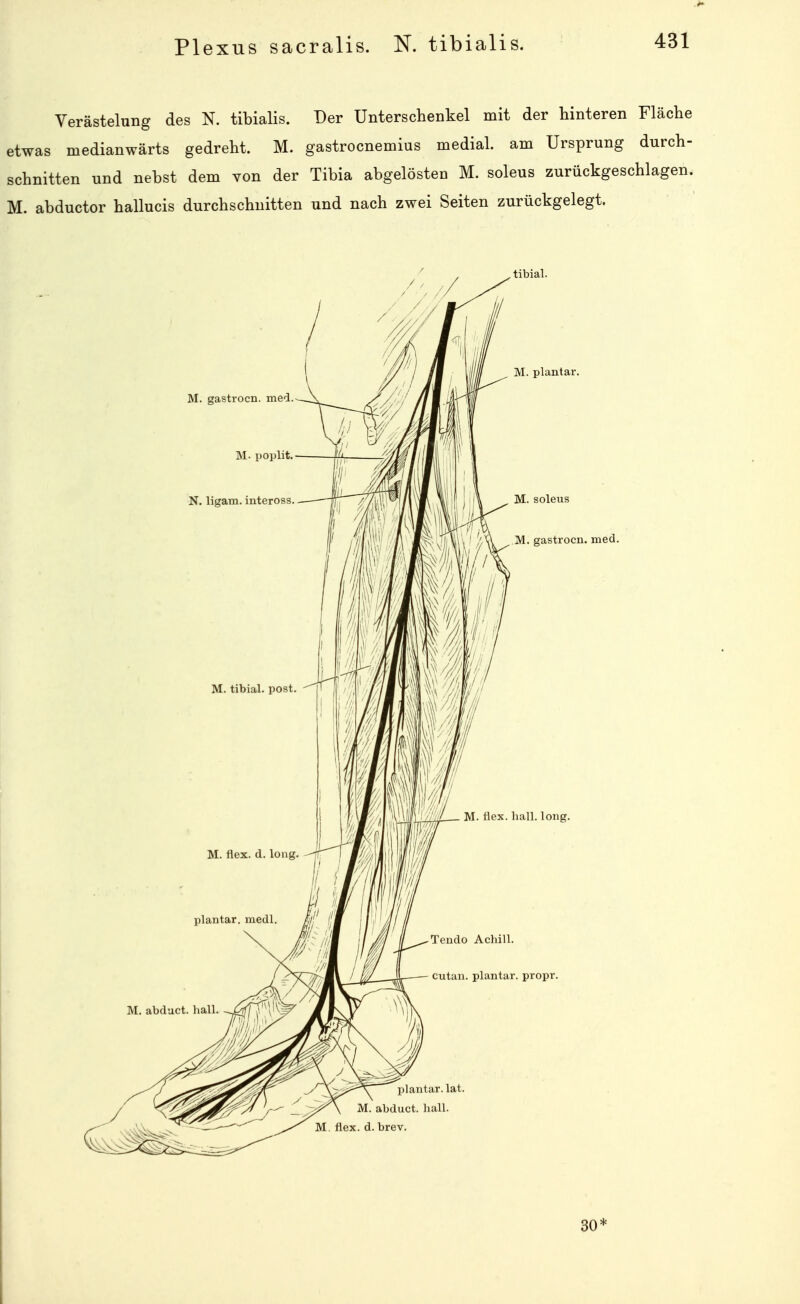 Plexus sacralis. N. tibialis. Verästelung des N. tibialis. Der Unterschenkel mit der hinteren Fläche etwas medianwärts gedreht. M. gastrocnemius medial, am Ursprung durch- schnitten und nebst dem von der Tibia abgelösten M. soleus zurückgeschlagen. M. abductor hallucis durchschnitten und nach zwei Seiten zurückgelegt. 30*