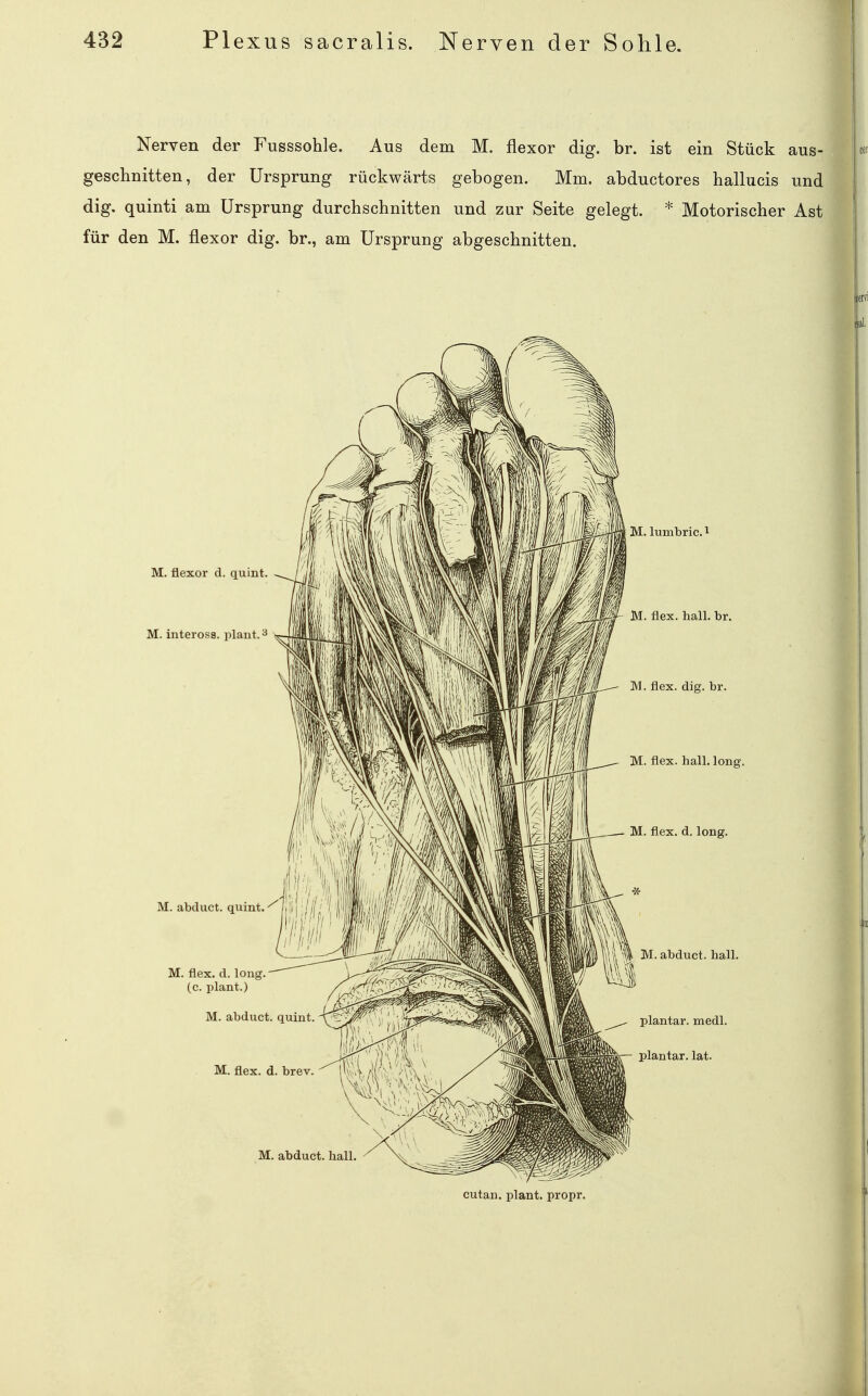 Nerven der Fusssohle. Aus dem M. flexor dig. br. ist ein Stück aus- geschnitten, der Ursprung rückwärts gebogen. Mm, abductores hallucis und dig. quinti am Ursprung durchschnitten und zur Seite gelegt. * Motorischer Ast für den M. flexor dig. br., am Ursprung abgeschnitten. M. M. cutan. plant, propr.