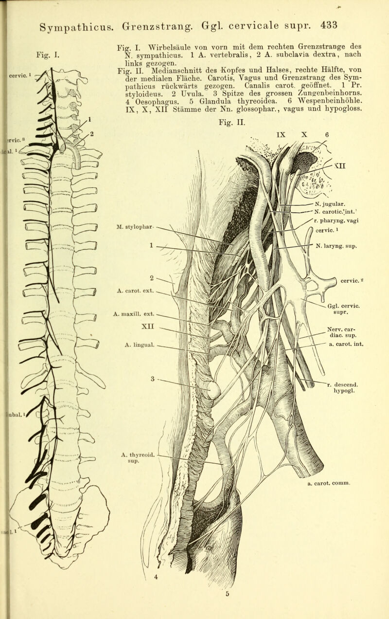 Fiff, I. 'Z3 Iribal. r Fig. I. Wirbelsäule von vorn mit dem rechten Grenzstrange des N. sympathicus. 1 A. vertebralis, 2 A. subclavia dextra, nach links gezogen. Fig. IL Medianschnitt des Kopfes und Halses, rechte Hälfte, von der medialen Fläche. Carotis, Vagus und Grenzstrang des Sym- pathicus rückwärts gezogen. Canalis carot. geöffnet. 1 Pr. styloideus. 2 Uvula. 3 Spitze des grossen Zungenbeinhorns. 4 Oesophagus. 5 Glandula thyreoidea. 6 Wespenbeinhöhle. IX, X, XII Stämme der Nn. glossophar., vagus und hypogloss. Fig. II. N. jugiüar. N. carotic.^int.' r. pharyng. vagi A. thyreoul sup.