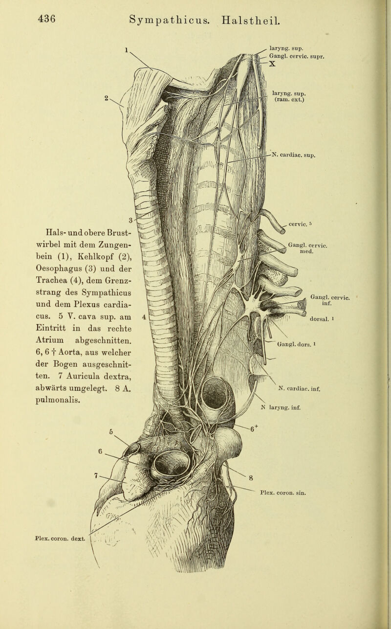 laryng. sup. Gangl. cervic. supr. X laryng. sup. (ram. ext.) Hals- und obere Brust- wirbel mit dem Zungen- bein (1), Kehlkopf (2), Oesophagus (3) und der Trachea (4), dem Grenz- strang des Sympathicus und dem Plexus cardia- cus. 5 V. Cava sup. am 4 Eintritt in das rechte Atrium abgeschnitten. 6, 6 t Aorta, aus welcher der Bogen ausgeschnit- ten. 7 Auricula dextra, abwärts umgelegt. 8 A. pulmonalis. N. cardiac. inf. larvng. mf.