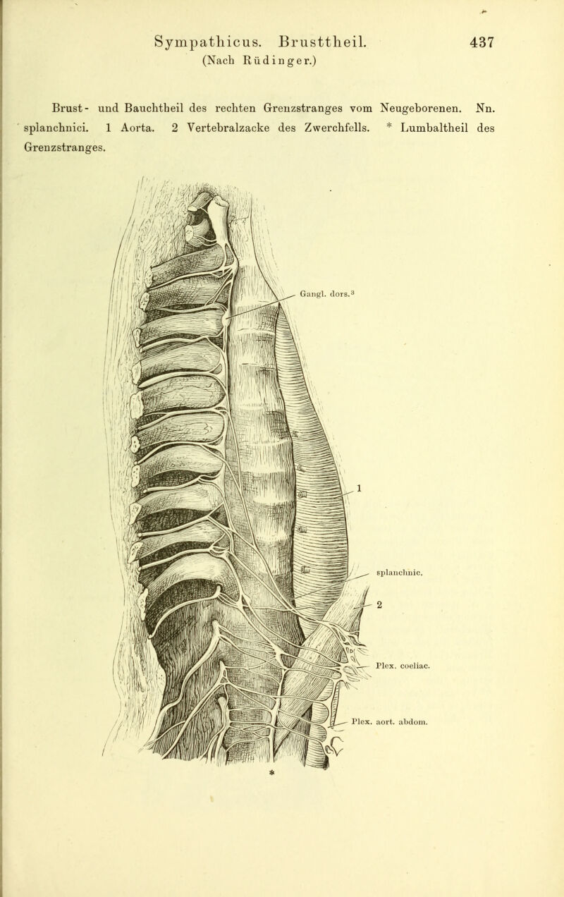 (Nach Rüdinger.) Brust- und Bauchtheil des rechten Greuzstranges vom Neugeborenen. Nn. ' splanchnici. 1 Aorta. 2 Vertebralzacke des Zwerchfells. * Lumbaltheil des Grenzstranges.