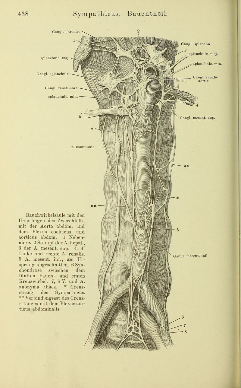 Gangl. splanchnic. Bauchwirbelsäule mit den Ursprüngen des Zwerchfells, mit der Aorta abdom. und dem Plexus coeliacus und aorticus abdom. 1 Neben- niere. 2 Stumpf der A. hepat., 3 der A. mesent. sup. 4, 4' Linke und rechte A, renalis. 5 A. mesent. inf., am Ur- sprung abgeschnitten. 6 Syn- chondrose zwischen dem fünften Bauch- und ersten Kreuzwirbel. 7, 8 Y. und A. anonyma iliaca. * Grenz- strang des Sympathicus. ** Verbindungsast des Grenz- stranges mit dem Plexus aor- ticus abdominalis. Gangl. mesent. sup. Gangl. splanchn. 3 splanchnic. maj. splanchnic. min. G mgl. renali- aortic. Gangl. mesent. inf.