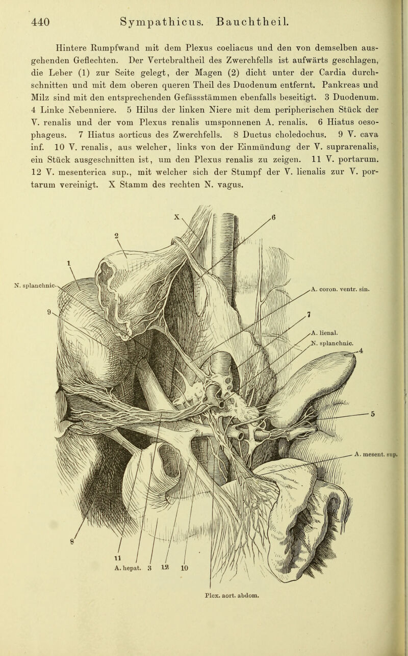 Hintere Rumpfwand mit dem Plexus coeliacus und den von demselben aus- gehenden Geflechten. Der Vertebraltheil des Zwerchfells ist aufwärts geschlagen, die Leher (1) zur Seite gelegt, der Magen (2) dicht unter der Cardia durch- schnitten und mit dem oberen queren Theil des Duodenum entfernt. Pankreas und Milz sind mit den entsprechenden Gefässstämmen ebenfalls beseitigt. 3 Duodenum. 4 Linke Nebenniere. 5 Hilus der linken Niere mit dem peripherischen Stück der V. renalis und der vom Plexus renalis umsponnenen A. renalis. 6 Hiatus oeso- phageus. 7 Hiatus aorticus des Zwerchfells. 8 Ductus choledochus. 9 Y. cava inf. 10 V. renalis, aus welcher, links von der Einmündung der V. suprarenalis, ein Stück ausgeschnitten ist, um den Plexus renalis zu zeigen. 11 V. portarum. 12 V. mesenterica sup., mit welcher sich der Stumpf der V. lienalis zur V. por- tarum vereinigt. X Stamm des rechten N. vagus. N. splanchnic A. coron. ventr. sin. I I I A. mesent. sup. n / / / A.hepat. 8 12 10 I Plcx. aort. abdom.