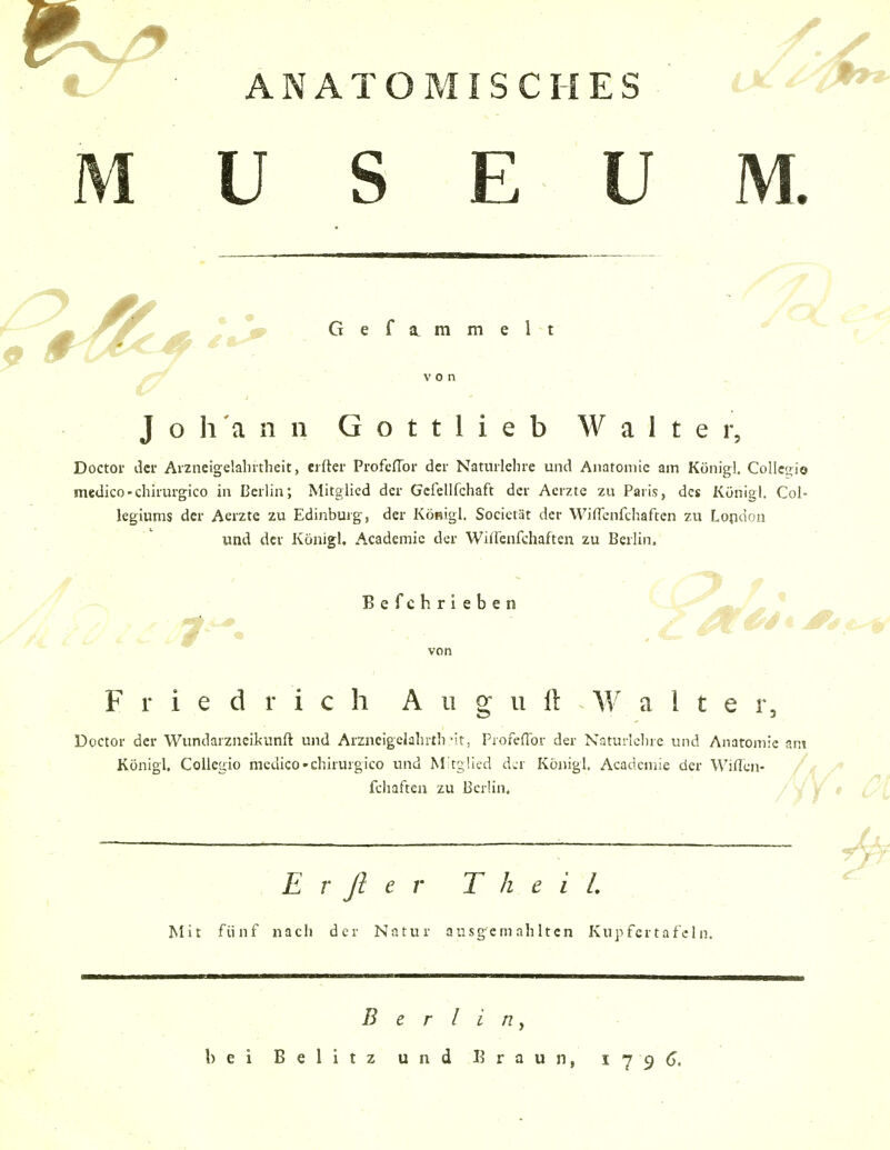 ANATOMISCHES U S E ■ ■ U M. fr Gefammelt Johann G o t t 1 i e b Walter, Doctor dci- Aizneigelalntheit, elfter ProfcfTor der Naturlelire und Anatomie am König!, Collegio medico-chirurgico in Berlin; Mitglied der Gefellfchaft der Aerzte zu Paiis, des Künigl. Col- legiums der Aerzte zu Edinburg, der Königl. Societät der WifTenfchaften zu Lopdon und der Königl, Academic der Wiirenfchaften zu Berlin. Befchrieben von Friedrich A ii g u ft W a 1 t e r, Doctor der Wundarzneikunft und Arzneigelalutli-it, Piofeflbr der Naturlelire und Anatomie ant Königl. Collegio medico-chirurgico und M't2,!icd der Königl. Acadcmie der Wiflcn- /♦ fchaften zu Berlin. ^/ ^ | # E r fl e r T h e i L ^ Mit fünf nach der Natur ausgem ah Itcn Kupfcrtafcln. Berlin^ bei Belitz und Braun, 17 9