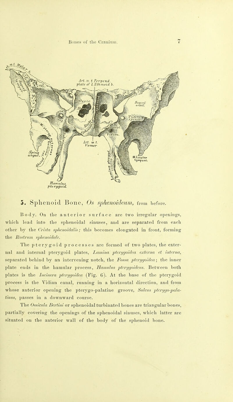 pterygoid. 5. Sphenoid Bone, Os sphenoideum, from before. Body. On the anterior surface are two irregular openings, which lead into the sphenoidal sinuses, and are separated from each other by the Crista sphenoidalis; this becomes elongated in front, forming the Rostrum sphenoidale. The pterygoid processes are formed of two plates, the exter- nal and internal pterygoid plates, Lamina ptenjgoidea externa et interna, separated behind by an intervening notch, the Fossa ptenjgoidea; the inner plate ends in the hamular process, Hamulus pterygoideus. Between both plates is the Incisura pterygoidea (Fig. 6). At the base of the pterygoid process is the Vidian canal, running in a horizontal direction, and from whose anterior opening the pterygo-palatine groove, Sulcus pterygopala- tine, passes in a downward course. The Ossicula Bertini or sphenoidal turbinated bones are triangular bones, partially covering the openings of the sphenoidal sinuses, which latter are situated on the anterior wall of the body of the sphenoid bone.