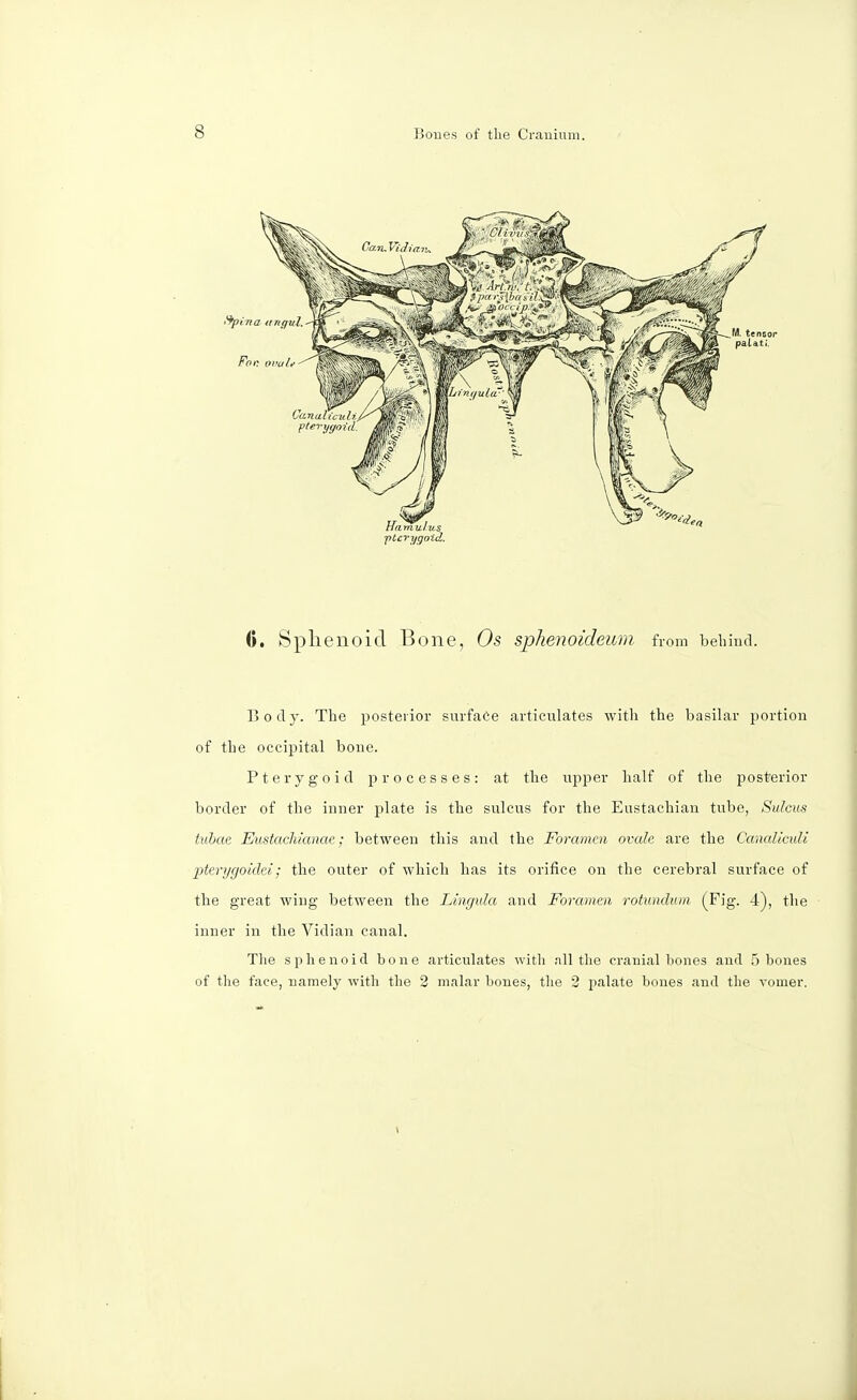 pterygoid. 0. Sphenoid Bone, Os sphenoideum from behind. Body. The posterior surface articulates with the basilar portion of the occipital bone. Pterygoid processes: at the upper half of the posterior border of the inner plate is the sulcus for the Eustachian tube, Sulcus tubac Eustachianae; between this and the Foramen ovale are the Canaliculi pterygoidei; the outer of which has its orifice on the cerebral surface of the great wing between the Lingula and Foramen rotundum (Fig. 4), the inner in the Vidian canal. The sphenoid bone articulates with all the cranial bones and 5 bones of the face, namely with the 2 malar bones, the 2 palate bones and the vomer.