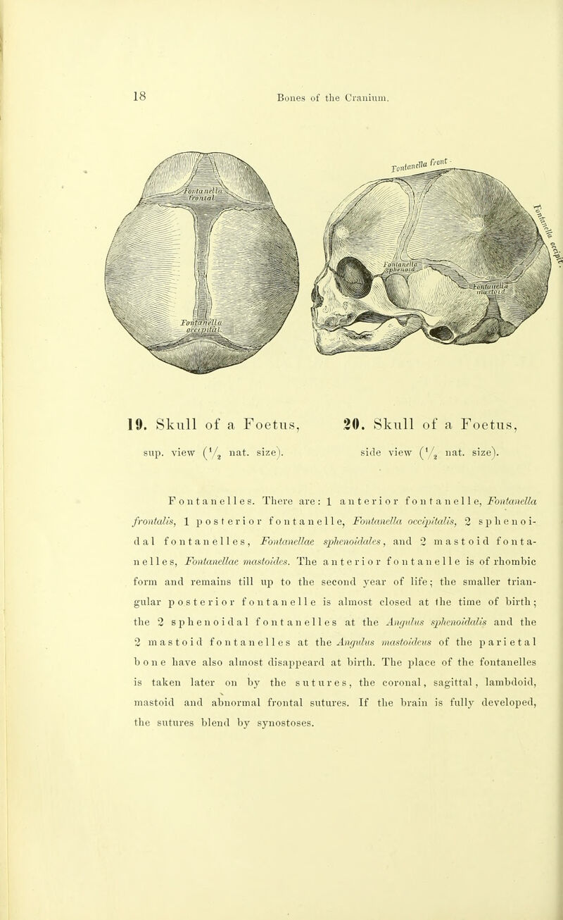 19. Skull of a Foetus, 20. Skull of a Foetus, sup. view ('/2 nat. size). side view nat. size). Fontanelles. There are : 1 anterior f o n t a n e 11 e, Fontanella frontalis, 1 posterior f o n t a u e 11 e, Fontanella occipitalis, 2 sphenoi- dal fontanelles, Fontanellae sphenoidale^, and 2 mastoid fonta- nelles, Fontanellae mastoides. The anterior fontanelle is of rhombic form and remains till up to the second year of life; the smaller trian- gular posterior fontanelle is almost closed at Ihe time of birth; the 2 sphenoidal fontanelles at the Angulus spiltcnoidalis and the 2 mastoid fontanelles at the Angidus mastoidcus of the parietal bone have also almost disappeard at birth. The place of the fontanelles is taken later on by the sutures, the coronal, sagittal, lambdoid, mastoid and abnormal frontal sutures. If the brain is fully developed, the sutures blend by synostoses.