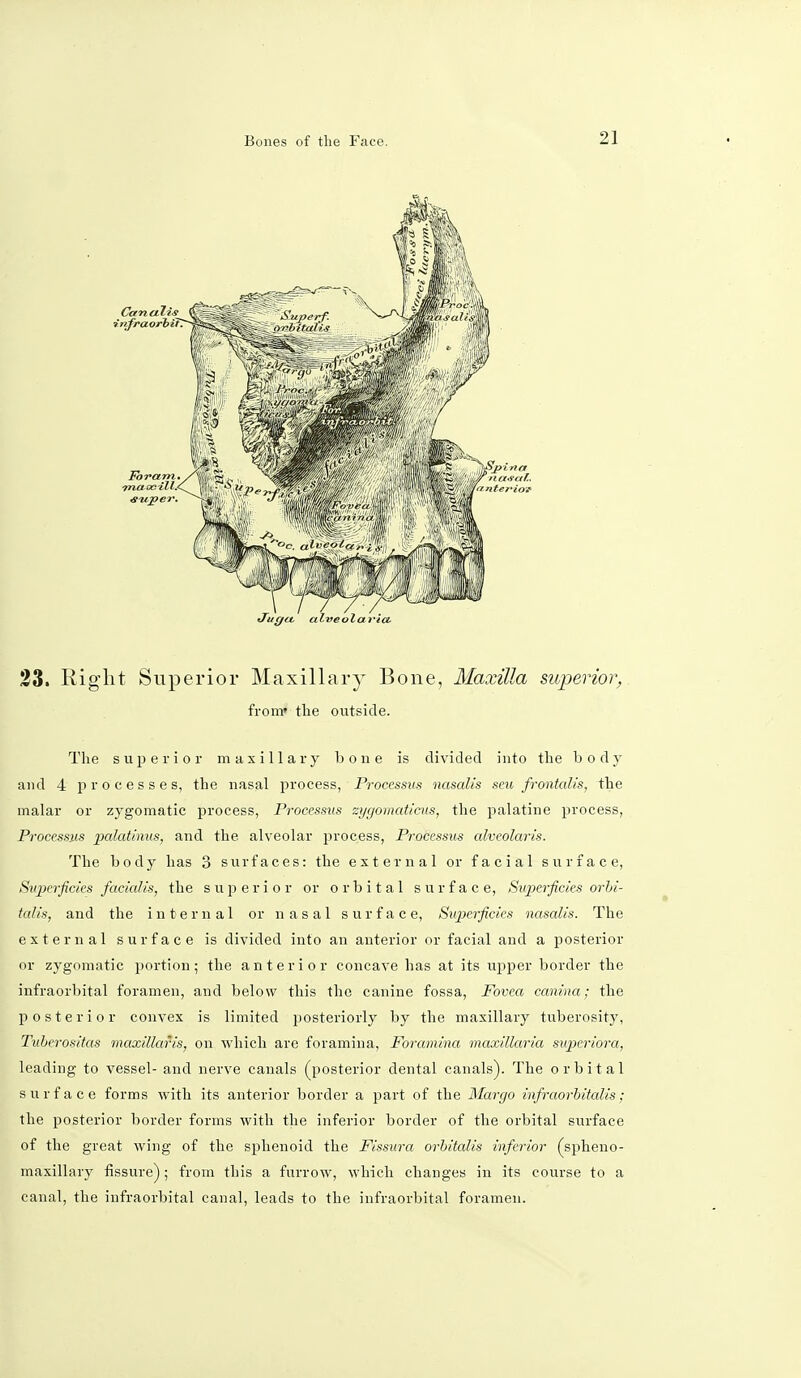 23. Right Superior Maxillary Bone, Maxilla superior, from* the outside. The superior maxillary bone is divided into the body and 4 processes, the nasal process, Processus nasalis seu frontalis, the malar or zygomatic process, Processus zygomaticus, the palatine process, Processus palatums, and the alveolar process, Processus alveolaris. The body has 3 surfaces: the external or facial surface, Superficies facialis, the superior or orbital surface, Superficies orbi- talis, and the internal or nasal surface, Superficies nasalis. The external surface is divided into an anterior or facial and a posterior or zygomatic portion; the anterior concave has at its upper border the infraorbital foramen, and below this the canine fossa, Fovea canina; the posterior convex is limited posteriorly by the maxillary tuberosity, Tuberositas maxillaris, on which are foramina, Foramina inaxillaria superiora, leading to vessel- and nerve canals (posterior dental canals). The orbital surface forms with its anterior border a part of the Margo infraorbitalis; the posterior border forms with the inferior border of the orbital surface of the great wing of the sphenoid the Fissura orbitalis inferior (spheno- maxillary fissure); from this a furrow, which changes in its course to a canal, the infraorbital canal, leads to the infraorbital foramen.