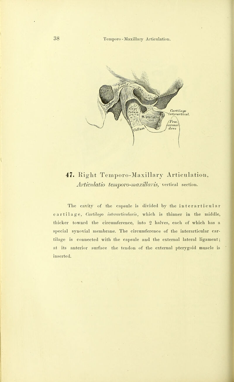 47. Right Temporo-Maxillary Articulation, Articulatio temporo-maxittaris, vertical section. The cavity of the capsule is divided by the inter articular cartilage, Cartilago interarticularis, which is thinner in the middle, thicker toward the circumference, into 2 halves, each of which has a special synovial membrane. The circumference of the interarticular car- tilage is connected with the capsule and the external lateral ligament ; at its anterior surface the tendon of the external pterygoid muscle is inserted.