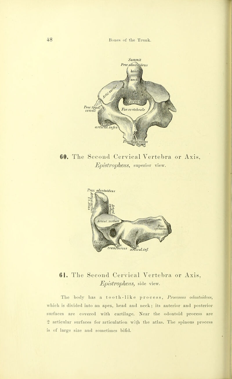 Summit Proe. oclontitide u s 00. The Second Cervical Vertebra or Axis, Epistropheus, superior view. 01. The Second Cervical Vertebra or Axis, Epistropheus, side view. The body has a toot li-like process, Processus odontoideus, which is divided into an apex, head and neck; its anterior and posterior surfaces are covered with cartilage. Near the odontoid process are 2 articular surfaces for articulation with the atlas. The spinous process is of large size and sometimes bifid.