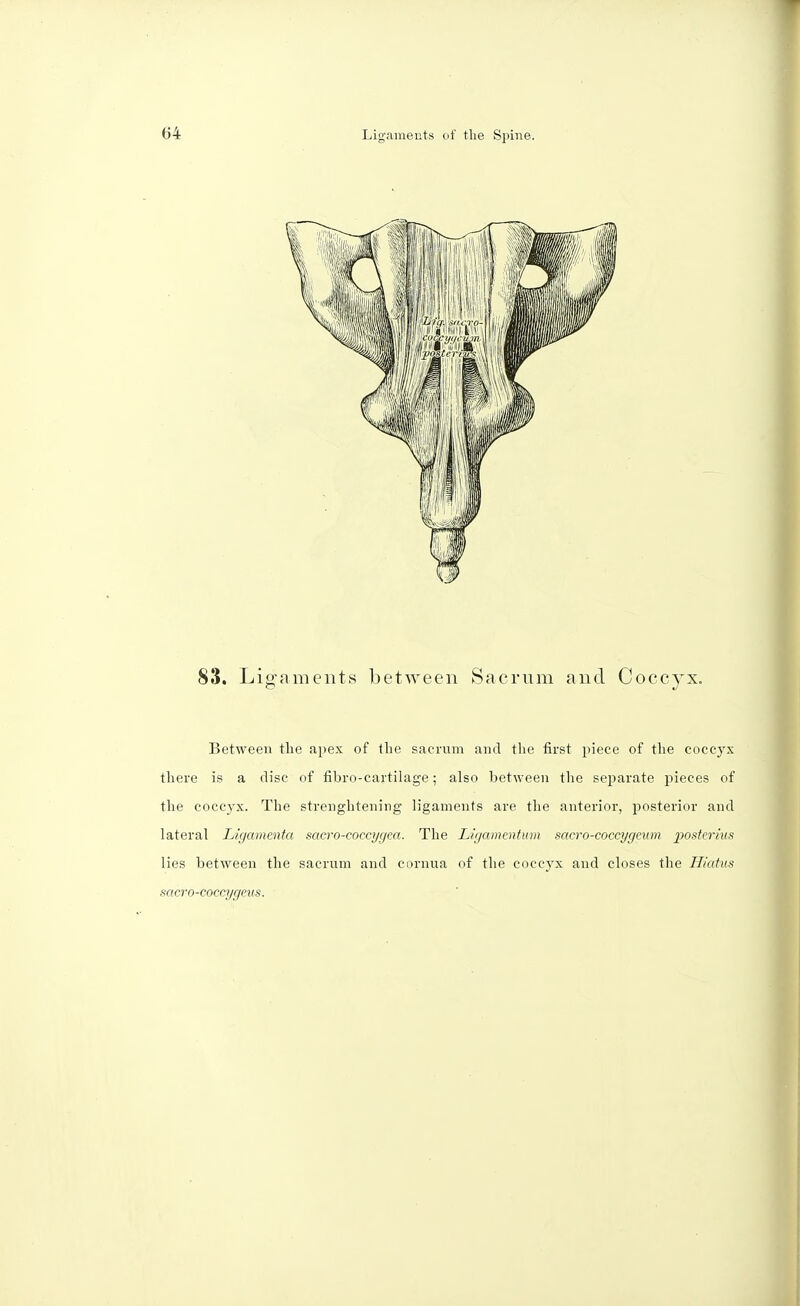 83. Ligaments between Sacrum and Coccyx. Between the apex of the sacrum and the first piece of the coccyx there is a disc of fibro-cartilage; also between the separate pieces of the coccyx. The strenghtening ligaments are the anterior, posterior and lateral Ligamenta sacro-coccygea. The Ligamentum sacro-coccygcum posttrius lies between the sacrum and cornua of the coccyx and closes the Hiatus sacro-coccygeus.