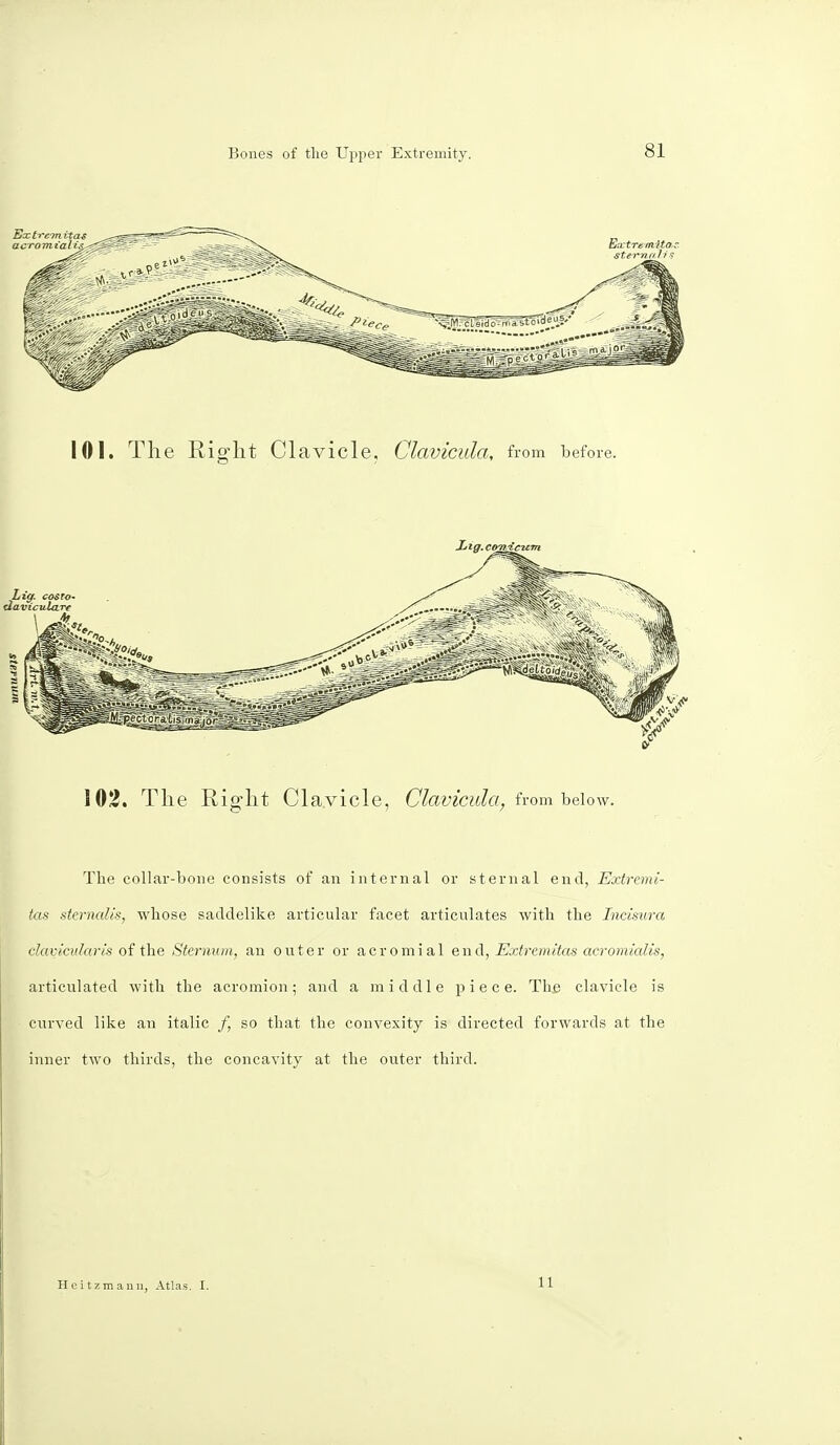 101. The Right Clavicle, Clavicula, from before. The collar-bone consists of an internal or sternal end, Extremi- tas sternalis, whose saddelike articular facet articulates with the Incisura cLavicularis of the Sternum, an outer or acromial end, Extremitas acromialis, articulated with the acromion; and a middle piece. The clavicle is curved like an italic /, so that the convexity is directed forwards at the inner two thirds, the concavity at the outer third. Ecitzmiun, Atlas. I. 1 1