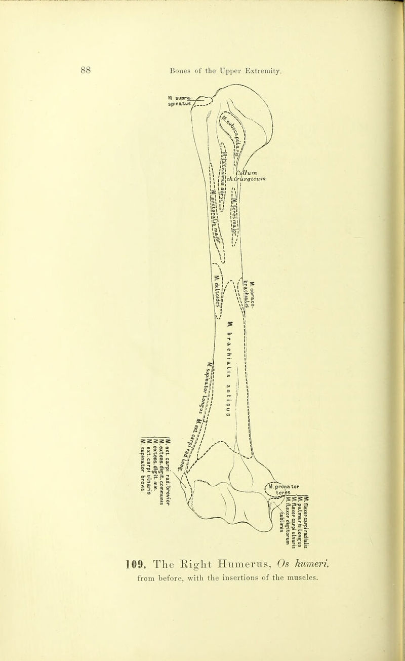 109. The Right Humerus, Os humeri, from before, with the insertions of the muscles.