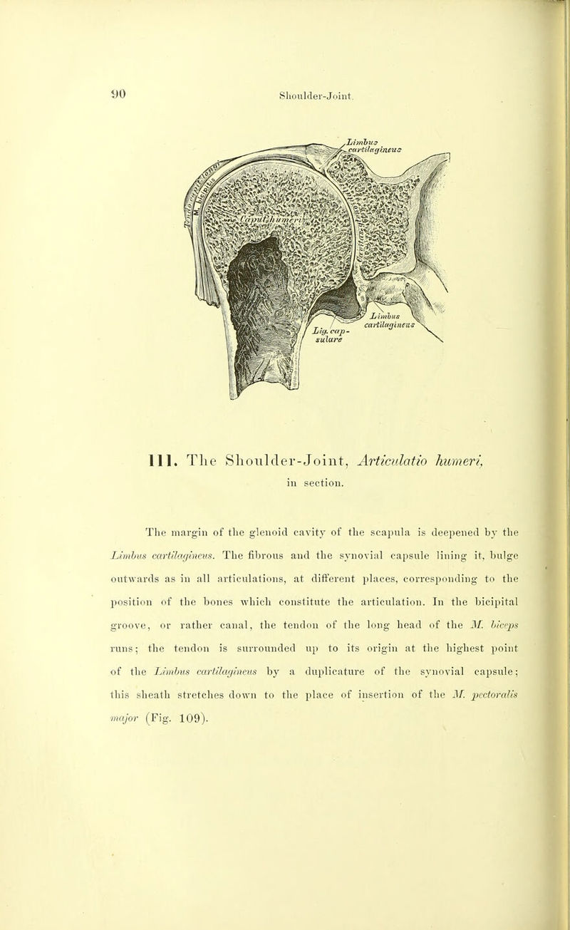 111. The Shoulder-Joint, Articulatio humeri, in section. The margin of the glenoid cavity of the scapula is deepened by the Limbus cartilaginous. The fibrous and the synovial capsule lining it, bulge outwards as in all articulations, at different places, corresponding to the position of the bones which constitute the articulation. In the bicipital groove, or rather canal, the tendon of the long head of the M. biceps runs; the tendon is surrounded up to its origin at the highest point of the Limbus cartilaginous by a duplieature of the synovial capsule; this sheath stretches down to the place of insertion of the M. pectofalis major (Fig. 109).