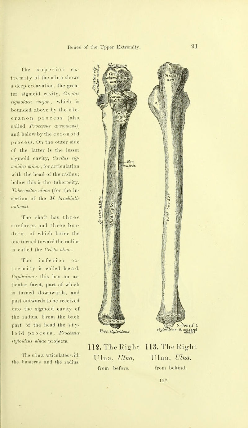 The s up er i o r e x- tremity of the ulna shows a deep excavation, the grea- ter sigmoid cavity, Cavitas sigmoiclea major, which is bounded above by the ole- cranon process (also called Processus anconacus), and below by the coronoid process. On the outer side of the latter is the lesser sigmoid cavity, Cavitas sig- moiclea minor, for articulation with the head of the radius ; below this is the tuberosity, Tuberositas ulnae (for the in- sertion of the M. brachialis anticus). The shaft lias three surfaces and three bor- ders, of which latter the one turned toward the radius is called the Crista ulnae. The inferior ex- tremity is called head, Capitulum: this has an ar- ticular facet, part of which is turned downwards, and part outwards to be received into the sigmoid cavity of the radius. From the back part of the bead the sty- loid process, Processus styloidtus ulnae projects. The ulna articulates with the humerus and the radius. 112. The Right Ulna, Ulna, from before. 113. The Right Ulna, Ulna, from behind. 12*