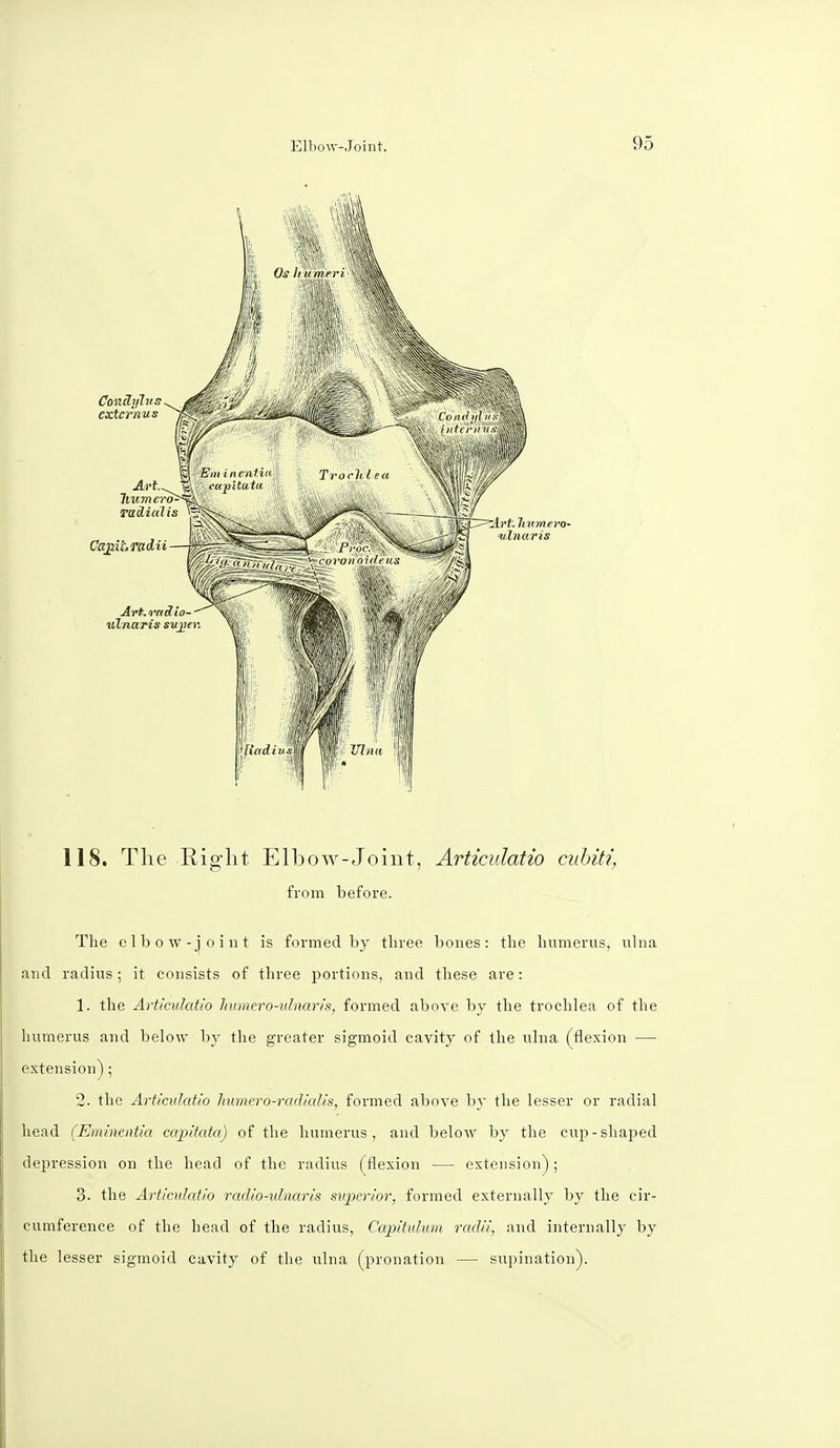 118. The Rig1 lit Elbow-Joint, Articulatio cubit?) from before. The elbow-joint is formed by three bones: the humerus, ulna and radius; it consists of three portions, and these are: 1. the Articulatio humero-ulnaris, formed above by the trochlea of the humerus and below by the greater sigmoid cavity of the ulna (flexion — extension); 2. the Articulatio liumero-radialis, formed above by the lesser or radial head (Eminentia capitata) of the humerus, and below by the cup - shajied depression on the head of the radius (flexion — extension); 3. the Articulatio radio-idnaris superior, formed externally by the cir- cumference of the head of the radius, C'apitulum radii, and internally by the lesser sigmoid cavity of the ulna (pronation — supination).