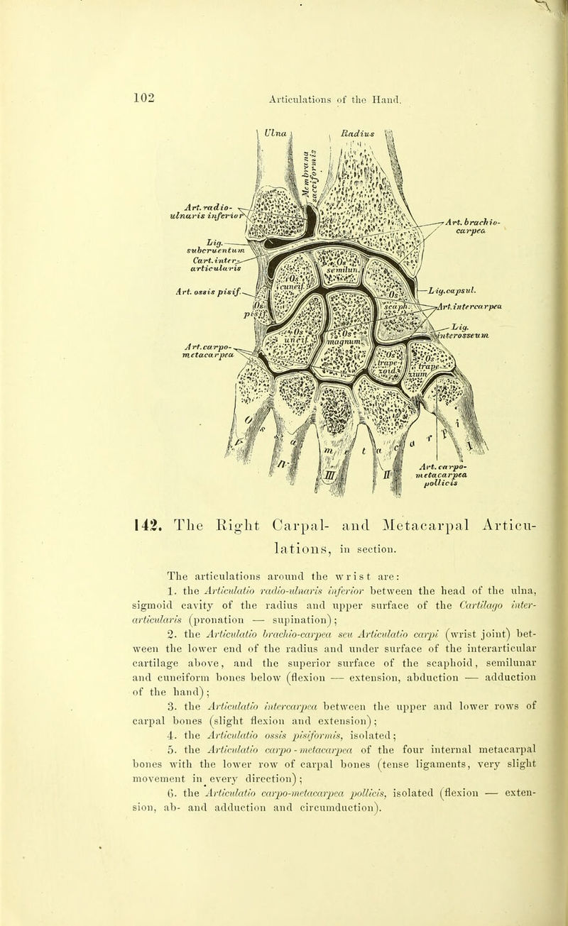 142. The Rig-lit Carpal- and Metacarpal Articu- lations, in section. The articulations around the wrist are: 1. the Articukdio radio-ulnaris inferior between the head of the ulna, sigmoid cavity of the radius and upper surface of the Cartilago inter- articular is (pronation — supination) ; 2- the Articulatio brachio-carpea seu Articukdio carpi (wrist joint) bet- ween the lower end of the radius and under surface of the interarticular cartilage above, and the superior surface of the scaphoid, semilunar and cuneiform bones below (flexion — extension, abduction — adduction of the hand); 3- the Articukdio intercarpal between the upper and lower rows of carpal bones (slight flexion and extension); 4- the Articidatio ossis pisiformis, isolated; 5. the Articukdio carpo - metacarpea of the four internal metacarpal bones with the lower row of carpal bones (tense ligaments, very slight movement in every direction); 6. the Articukdio carpo-me'tacarpea poMicis, isolated (flexion — exten- sion, ab- and adduction and circumduction).