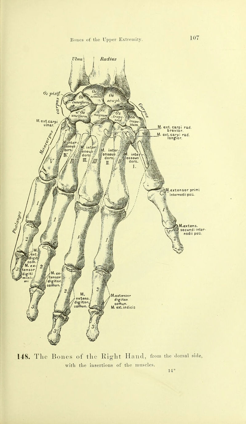 Os pisif. M-ext.carpi ulnar. _M. ext. carpi rad. brevior. _M. ext.carpi rad. longior. i^M.extensor primi internodii poll. M.extens. secundi inter- nodii poll. 148. The Bones of the Right Hand, from the dorsal side, with the insertions of the muscles. 14*