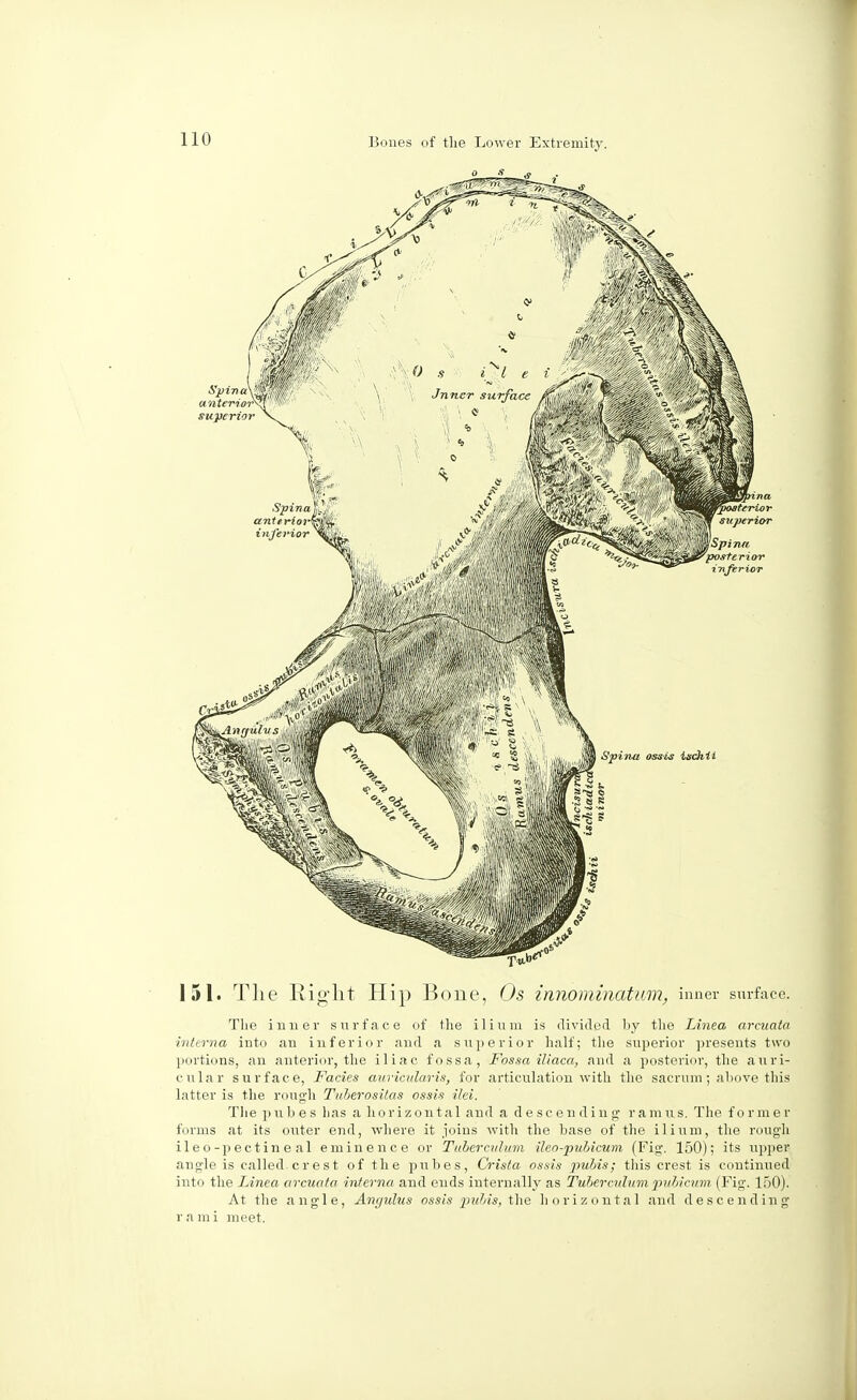 151. The Right Hip Bone, Os innominatum, inner surface. The inner surface of the ilium is divided by the Linea arcuata interna into an inferior and a superior half; the superior presents two portions, an anterior, the iliac fossa, Fossa iliaca, and a posterior, the auri- cular surfac e, Fades auricularis, for articulation with the sacrum; above this latter is the rough Tuberositas ossis ilei. The pubes has a horizontal and a descending ramus. The former forms at its outer end, where it joins with the base of the ilium, the rough ileo-pectine al eminence or Tubercukim Ueo^pubicum (Fig. 150); its upper angle is called.crest of the pubes, Crista ossis pubis; this crest is continued into the Linea arcuata interna and ends internally as Tuberculumpubicum (Fig. lf)0). At the angle, Angulus ossis pubis, the horizontal and descending rami meet.