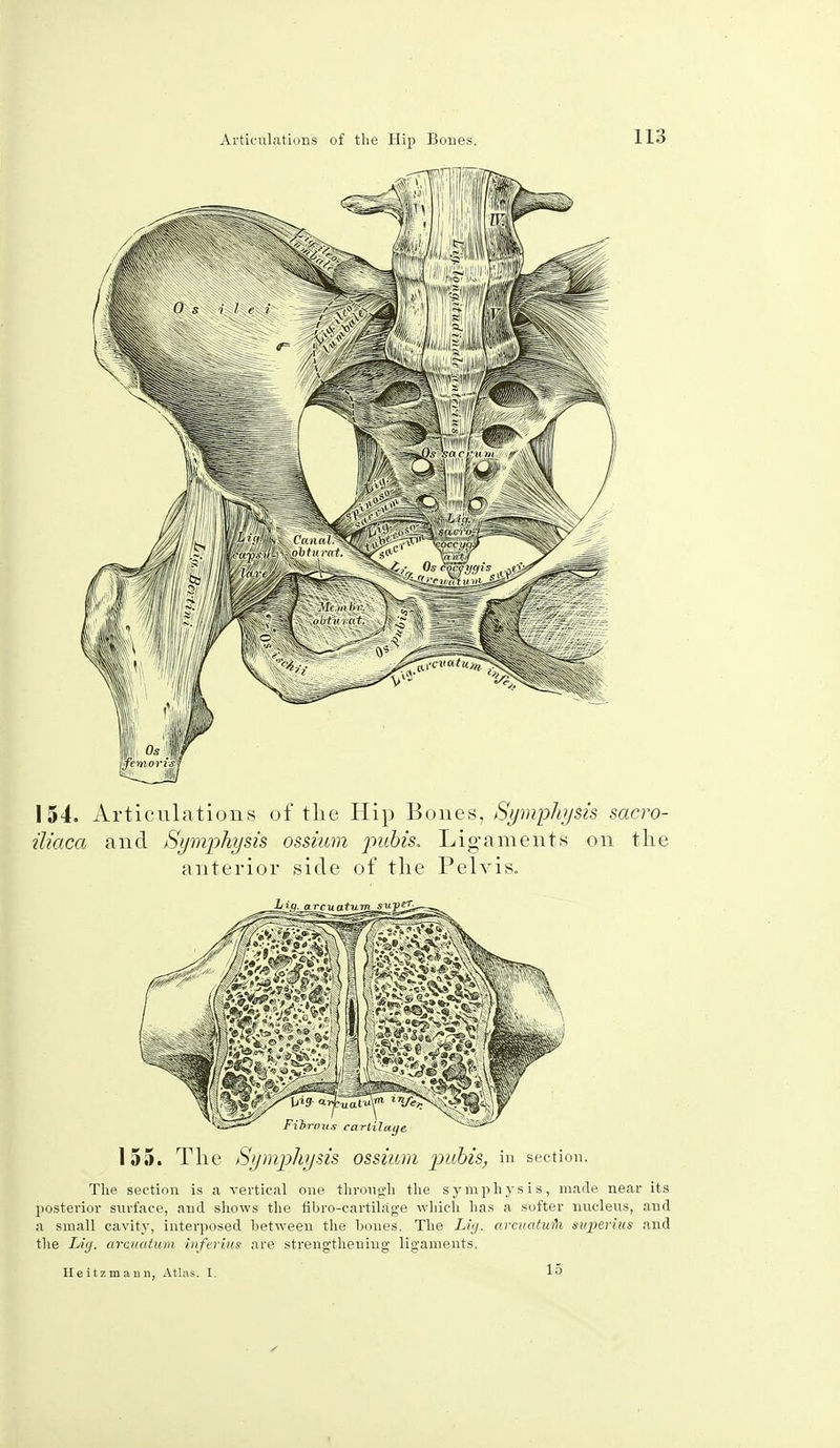 I! 113 154. Articulations of the Hip Bones, Symphysis sacro- iliaca and Symphysis ossium pubis. Ligaments on the anterior side of the Pelvis. Fibrous cartilage 155. The Symphysis ossium pubis, in section. The section is a vertical one through the symphysis, made near its posterior surface, and shows the fibre-cartilage which has a softer nucleus, and a small cavity, interposed between the bones. The Li<j. arcuatufli superius and the Liff. arauatum inferius are strengthening ligaments. He it zm ami, Atlas. I. 15