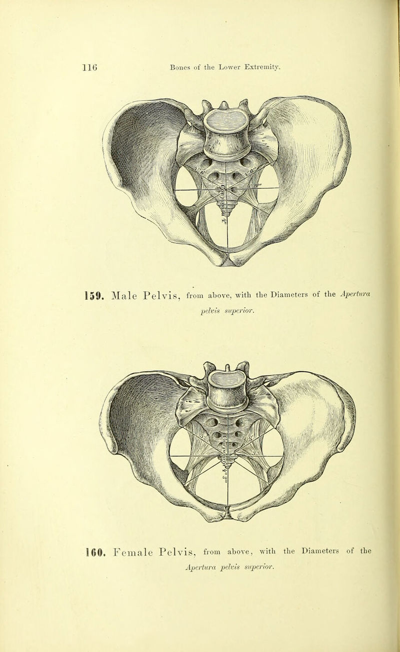 160. Female Pelvis, from above, with the Diameters of the Apertura pelvis superior.