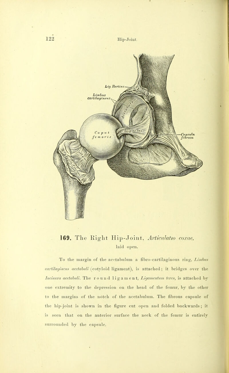 1C9. The Right Hip-Joint, Articulatio coxae, laid open. To the margin of the acetabulum a fibro-cartil.aginous ring, Limbus cartilagincus acetabuli (cotyloid ligament), is attached; it bridges over the Incisura acetabuli. The r o u ml 1 i g a m e n t, Ligamentum teres, is attached by one extremity to the depression on the head of the femur, by the other to the margins of the notch of the acetabulum. The fibrous capsule of the hip-joint is shown in the figure cut open and folded backwards; it is seen that on the anterior surface the neck of the femur is entirely surrounded by the capsule.