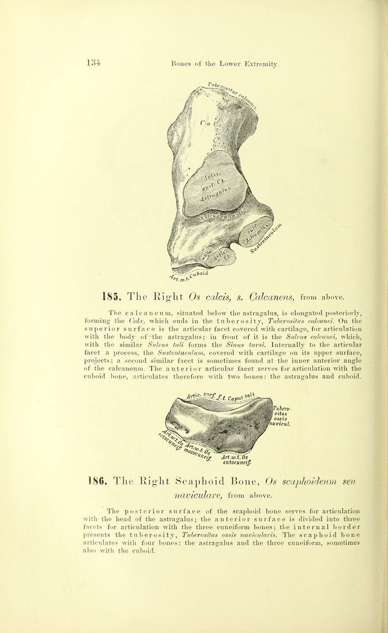 185. The Right Os calcis, s. Calcaneus, from above. The caleaueum, situated below the astragalus, is elongated posteriorly, forming the Calx, which ends in the tuberosity, Tuberositas calcanei. On the superior surface is the articular facet covered with cartilage, for articulation with the body of the astragalus; in front of it is the Sulcus calcanei, which, with the similar Sulcus tali forms the Sinus tarsi. Internally to the articular facet a process, the Sustentaculum, covered with cartilage on its upper surface, projects; a second similar facet, is sometimes found at the inner anterior angle of the calcaneum. The anterior articular facet serves for articulation with the cuboid bone, articulates therefore with two bones: the astragalus and cuboid. 186. The Right Scaphoid Bone, Os scaphoideum sea naviculare, from above. The posterior surface of the scaphoid bone serves for articulation with the head of the astragalus; the anterior surface is divided into three facets for articulation with the three cuneiform bones; the internal border presents the tuberosity, Tuberositas ossis navicularis. The scaphoid bone articulates with four bones: the astragalus and the three cuneiform, sometimes also with the cuboid.