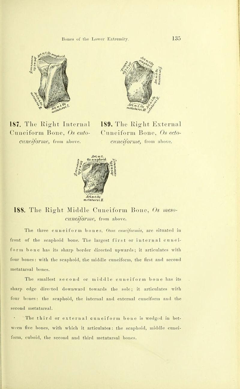 187. The Right Internal Cuneiform Bone, Os ento- CUneiforme. from above. 1S9. The Right External Cuneiform Bone, Os ecto- CUneiforme, from above. Art w. t. Os gcajihoid. v*> 188. The Right Middle Cuneiform Bone, Os meso- CUneiforme, from above. The three cuneiform bones, Ossa cuneiformia, are situated in front of the scaphoid bone. The largest first or internal cunei- form bone has its sharp border directed upwards; it articulates with four bones: with the scaphoid, the middle cuneiform, the first and second metatarsal bones. The smallest second or middle cuneiform bone has its sharp edge directed downward towards the sole; it articulates with four bones: the scaphoid, the internal and external cuneiform and the second metatarsal. The third or external cuneiform bone is wedged in bet- ween five bones, with which it articulates: the scaphoid, middle cunei- form, cuboid, the second and third metatarsal bones.