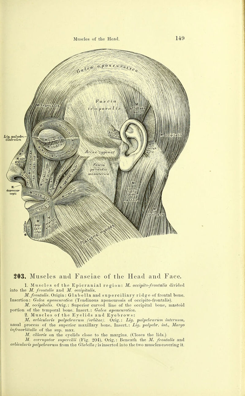 203. Muscles and Fasciae of the Head and Face. 1. Muscles of the Epicranial region: M. occipito-frontalis divided into the M. frontalis and M. occipitalis. M. frontalis. Origin: Glabella and superciliary ridge of frontal bone. Insertion: Galea aponeurotica (Tendinous aponeurosis of occipito-frontalis). M. occipitalis. Orig.: Superior curved line of the occipital bone, mastoid portion of the temporal bone. Insert.: Galea aponeurotica. 2. Muscles of the Eyelids and Eyebrows: M. orbicularis palpebrarum (orbitae). Orig.: Lig. palpebrarum internum, nasal process of the superior maxillary bone. Insert.: Lig. palpebr. int., Margo infraorbital of the sup. max. M. clliaris on the eyelids close to the margins. (Closes the lids.) M. corrugator supercilii (Fig. 204). Orig.: Beneath the M. frontalis and orbicularis palpebrarum from the Glabella; is inserted into the two muscles covering it.