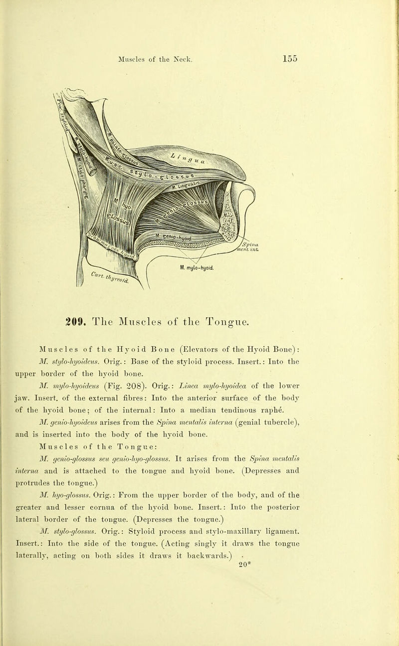 209. The Muscles of the Tongue. Muscles of the Hyoid Bone (Elevators of the Hyoicl Bone): M. stylo-hyoideus. Orig.: Base of the styloid process. Insert.: Into the upper border of the hyoid bone. M. mylo-hyoideus (Fig. 208). Orig.: Linea mylo-hyoidea of the lower jaw. Insert, of the external fibres: Into the anterior surface of the body of the hyoid bone; of the internal: Into a median tendinous raphe. M. gcnio-hyoideas arises from the Spina mentalis interna (genial tubercle), and is inserted into the body of the hyoid bone. Muscles of the Tongue: M. gcnio-glossus seu genio-hyo-glossus. It arises from the Sfjina mentalis interna and is attached to the tongue and hyoid bone. (Depresses and protrudes the tongue.) M. hjo-glossus. Orig.: From the upper border of the body, and of the greater and lesser cornua of the hyoid bone. Insert.: Into the posterior lateral border of the tongue. (Depresses the tongue.) AT. stylo-glossus. Orig.: Styloid process and stylo-maxillary ligament. Insert.: Into the side of the tongue. (Acting singly it draws the tongue laterally, acting on both sides it draws it backwards.) 20*