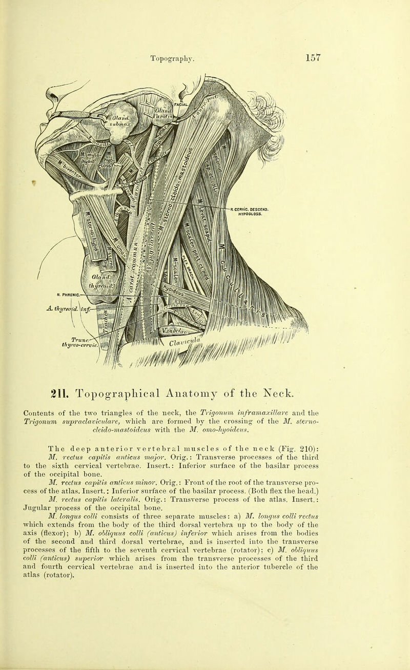 211. Topographical Anatomy of the Neck. Contents of the two triangles of the neck, the Trigonum inframaxillare and the Trigonum supraclaviculars, which are formed by the crossing of the M. sterno- cleido-mastoideus with the M, omo-hyoideus. The deep anterior vertebral muscles of the neck (Fig. 210): M. rectus capitis anticus major. Orig.: Transverse processes of the third to the sixth cervical vertebrae. Insert.: Inferior surface of the basilar process of the occipital bone. M. rectus capitis anticus minor. Orig.: Front of the root of the transverse pro- cess of the atlas. Insert.: Inferior surface of the basilar process. (Both flex the head.) M. rectus capitis lateralis. Orig.: Transverse process of the atlas. Insert.: Jugular process of the occipital bone. M. longus colli consists of three separate muscles: a) M. longus colli rectus which extends from the body of the third dorsal vertebra up to the body of the axis (flexor); b) M. obliquus colli (anticus) inferior which arises from the bodies of the second and third dorsal vertebrae, and is inserted into the transverse processes of the fifth to the seventh cervical vertebrae (rotator); c) M. obliquus colli (anticus) superior which arises from the transverse processes of the third and fourth cervical vertebrae and is inserted into the anterior tubercle of the atlas (rotator).