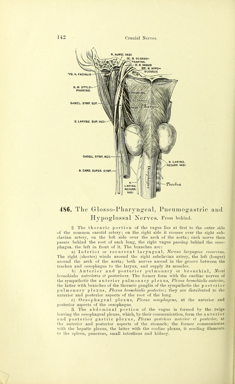 486. The Grlosso-Pharyngeal, Pneumogastric and Hypoglossal Nerves. From behind. 2. Tlie thoracic portion of the vagus lies at first to the outer side of the common carotid artery; on the right side it crosses over the right sub- clavian artery, on the left side over the arch of the aorta; each nerve then passes behind the root of each lung, the right vagus passing behind the oeso- phagus, the left in front of it. The branches are: a) Inferior or recurrent laryngeal, Nervas laryngeus recurrens. The right (shorter) winds around the right subclavian artery, the left (longer) around the arch of the aorta; both nerves ascend in the groove between the trachea and oesophagus to the larynx, and supply its muscles. b) Anterior and posterior pulmonary or bronchial, Nervi broncliiales anteriores et posteriore.s. The former form with the cardiac nerves of the sympathetic the anterior pulmonary plexus, Plexus hronchialis anterior, the latter with branches of the thoracic ganglia of the sympathetic the posterior pulmonary plexus, Plexus hronchialis posterior; they are distributed to the anterior and posterior aspects of the root of the lung. c) Oesophageal plexus, Plexus oesophagcus, at the anterior and posterior aspects of the oesophagus. 3. The abdominal portion of the vagus is formed by the twigs leaving the oesophageal plexus, which, by their communication, form the anterior and posterior gastric plexus, Plexus gastricus anterior et posterior, at the anterior and posterior aspects of the stomach; the former communicates with the hepatic plexus, the latter with the coeliac plexus, it sending filaments •to the spleen, pancreas, small intestines and kidney.