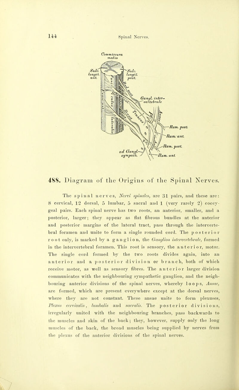 OommtesuTa media 488. Diagram of the Origins of the Spinal Nerves. The spinal nerves, Nervi spinales, are 31 pairs, and these are: 8 cervical, 12 dorsal, 5 lumbar, 5 sacral and 1 (very rarely 2) coccy- geal pairs. Each spinal nerve has two roots, an anterior, smaller, and a posterior, larger; they appear as flat fibrous bundles at the anterior and posterior margins of the lateral tract, pass through the interverte- bral foramen and unite to form a single rounded cord. The posterior root only, is marked by a ganglion, the Ganglion intervertebrale, formed in the intervertebral foramen. This root is sensory, the anterio r, motor. The single cord formed by the two roots divides again, into an anterior and a posterior division or branch, both of which receive motor, as well as sensory fibres. The anterior larger division communicates with the neighbouring sympathetic ganglion, and the neigh- bouring anterior divisions of the spinal nerves, whereby loops, Ansae, are formed, which are present everywhere except at the dorsal nerves, where they are not constant. These ansae unite to form plexuses, Plexus cervlcalis, lumbalis and sacralis. The posterior divisions, irregularly united with the neighbouring branches, pass backwards to the muscles and skin of the back ; they, however, supply only the long- muscles of the back, the broad muscles being supplied by nerves from the plexus of the anterior divisions of the spinal nerves.