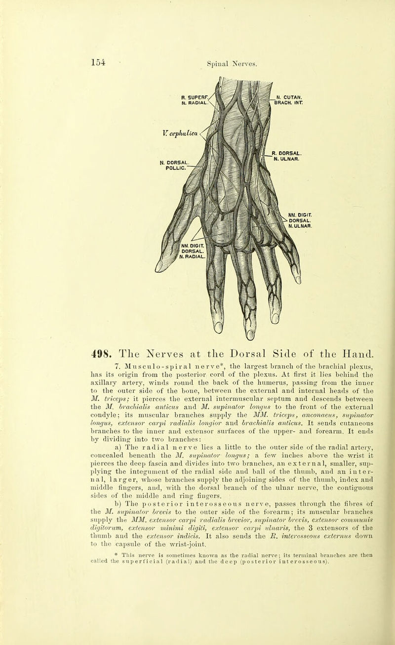 498. The Nerves at the Dorsal Side of the Hand. 7. Musculo-spiral nerve*, the largest branch of the brachial plexus, has its origin from the posterior cord of the plexus. At first it lies behind the axillary artery, winds round the back of the humerus, passing from the inner to the outer side of the bone, between the external and internal heads of the M. triceps; it pierces the external intermuscular septum and descends between the M. brachialis anticus and M. supinator longus to the front of the external condyle; its muscular branches supply the MM. triceps, anconaeus, supinator longus, extensor carpi radialis longior and brachialis anticus. It sends cutaneous branches to the inner and extensor surfaces of the upper- and forearm. It ends by dividing into two branches: a) The radial nerve lies a little to the outer side of the radial artery, concealed beneath the M. supinator longus; a few inches above the wrist it pierces the deep fascia and divides into two branches, an external, smaller, sup- plying the integument of the radial side and ball of the thumb, and an inter- nal, larger, whose branches supply the adjoining sides of the thumb, index and middle fingers, and, with the dorsal branch of the ulnar nerve, the contiguous sides of the middle and ring fingers. b) The posterior interosseous nerve, passes through the fibres of the M. supinator brews to the outer side of the forearm; its muscular branches supply the MM. extensor carpi radialis brevior, supinator brevis, extensor communis digitorum, extensor minimi digiti, extensor carpi ulnaris, the 3 extensors of the thumb and the extensor indicis. It also sends the R. interosseous externus down to the capsule of the wrist-joint. * This nerve is sometimes known as the radial nerve; its terminal branches are then called the superficial (radial) and the deep (posterior interosseous).