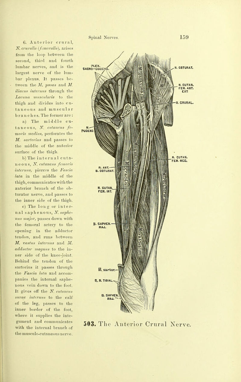 6. Anterior era r a 1, N. cruralis (ftmoralis), arises from the loop between the second, third and fourth lumbar nerves, and is the largest nerve of the lum- bar plexus. It passes be- tween the M. psoas and M. iliacus interims through the Lacuna muscularis to the thigh and divides into cu- taneous and muscular branches. The former are : a) The middle cu- taneous, N. cufaneus fe- moris medius, perforates the M. sartorius and passes to the middle of the anterior surface of the thigh. b) The internal c ut a- neous, N. cutaneus femoris interims, pierces the Fascia lata in the middle of the thigh, communicates with the anterior branch of the ob- turator nerve, and passes to the inner side of the thigh. c) The long or inter- nal saphenous, N. saphe- nous major, passes down with the femoral artery to the opening in the adductor tendon, and runs between M. vastus interims and M. adductor magnus to the in- ner side of the knee-joint. Behind the tendon of the sartorius it passes through the Fascia lata and accom- panies the internal saphe- nous vein down to the foot. It gives off the N. cutaneus surae internns to the calf of the leg, passes to the inner border of the foot, where it supplies the inte- gument and communicates with the internal branch of the musculo-cutaneous nerve. Spinal Nerves. 159