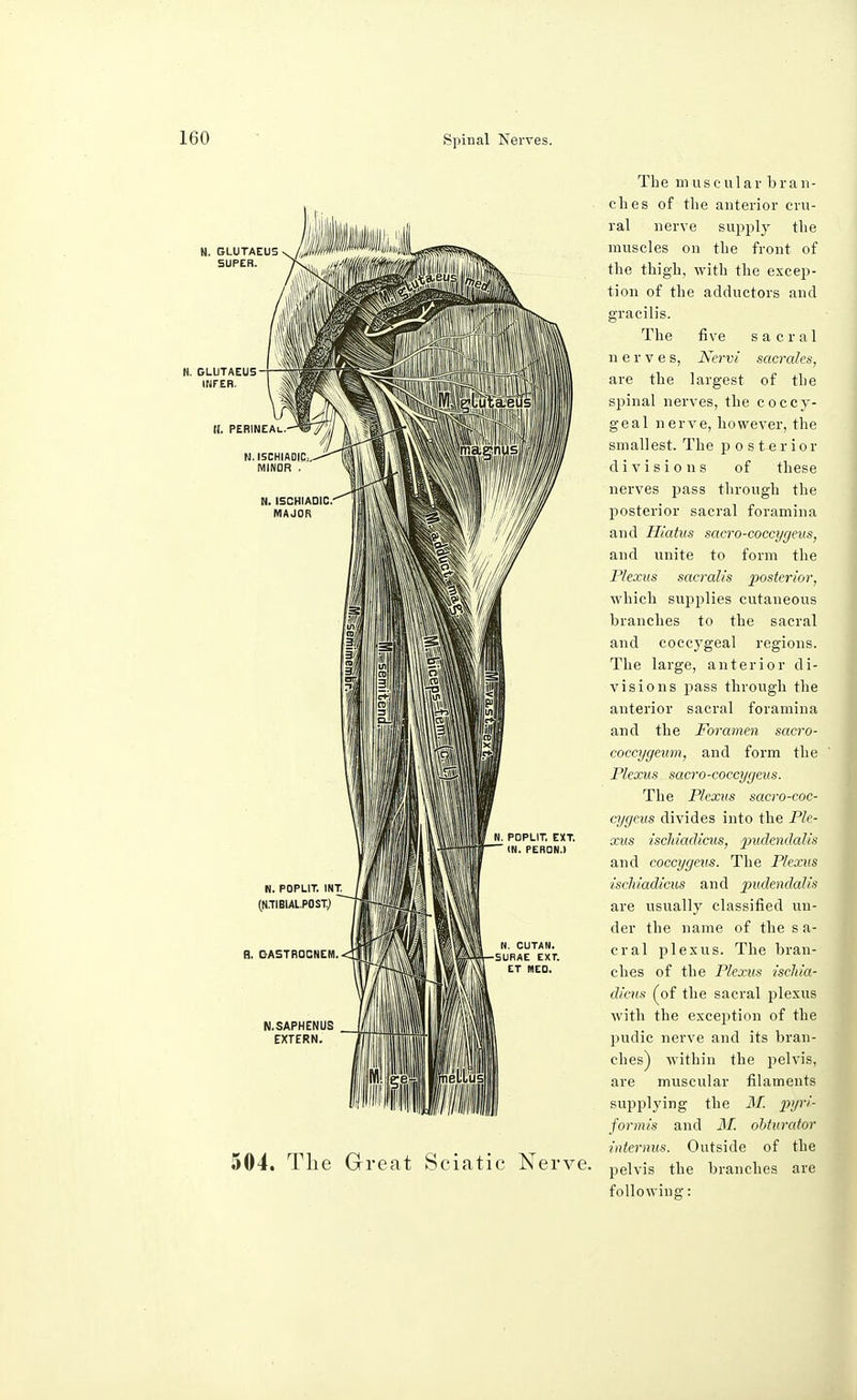 N. 504. The Great Sciatic Nerve The museularbran- ches of the anterior cru- ral nerve supply the muscles on the front of the thigh, with the excep- tion of the adductors and gracilis. The five sacral nerves, Kervi sacral'es, are the largest of the spinal nerves, the coccy- geal nerve, however, the small est. The posterior divisions of these nerves pass through the posterior sacral foramina and Hiatus sacro-coccygeus, and unite to form the Plexus sacratis posterior, which supplies cutaneous branches to the sacral and coccygeal regions. The large, anterior di- visions pass through the anterior sacral foramina and the Foramen sacro- coccygeum, and form the Plexus sacro-coccygeus. The Plexus sacro-coc- cygeus divides into the Ple- xus ischiadicus, pudenda-Ms and coccygeus. The Plexus ischiadicus and pudendalis are usually classified un- der the name of the s a- cral plexus. The bran- ches of the Plexus ischia- dicus (of the sacral plexus with the exception of the pudic nerve and its bran- ches) within the pelvis, are muscular filaments supplying the M. pyri- formis and M. obturator interims. Outside of the pelvis the branches are following: