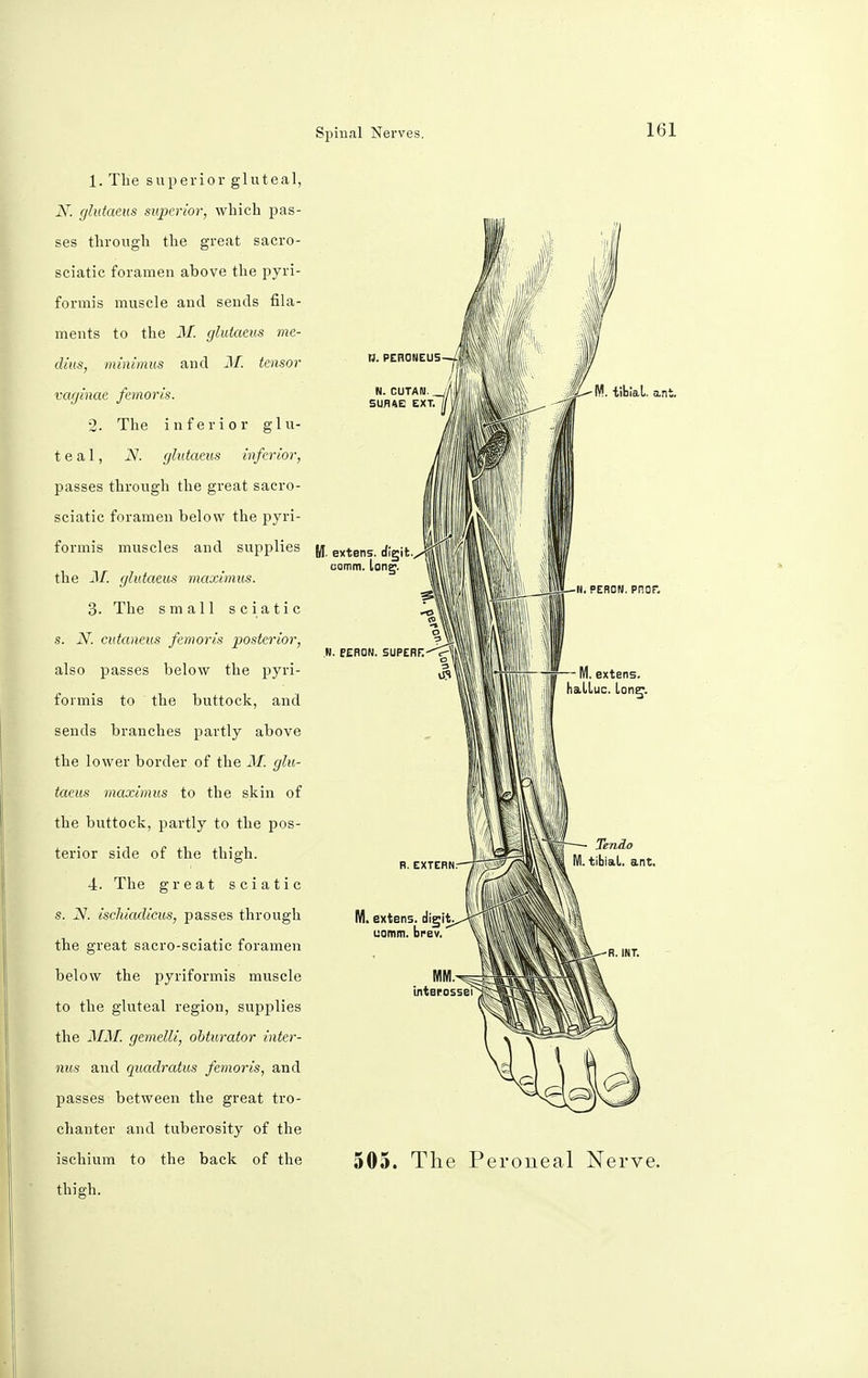 1. The superior gluteal, N. glutaeus superior, which pas- ses through the great sacro- sciatic foramen above the pyri- formis muscle and sends fila- ments to the M. glutaeus me- dius, minimus and M. tensor vaginae femoris. 2. The inferior glu- teal, N. glutaeus inferior, passes through the great saero- sciatic foramen below the pyri- formis muscles and supplies the M. glutaeus maximus. 3. The small sciatic s. N. cutaneus femoris posterior, also passes below the pyri- formis to the buttock, and sends branches partly above the lower border of the M. glu- taeus maximus to the skin of the buttock, partly to the pos- terior side of the thigh. 4. The great sciatic s. JV. ischiadicus, passes through the great sacro-sciatic foramen below the pyriformis muscle to the gluteal region, supplies the MM. gemelli, obturator inter- ims and quadratics femoris, and passes between the great tro- chanter and tuberosity of the ischium to the back of the thigh. W. tibial, ant fl. extens. digit comm. long. N. EERON. SUPERF. N. PERON. PnOF. - M. extens. hallux, lonfj. Tendo M. tibial, ant. M. extens. digit uomm. brev, 505. The Peroneal Nerve.