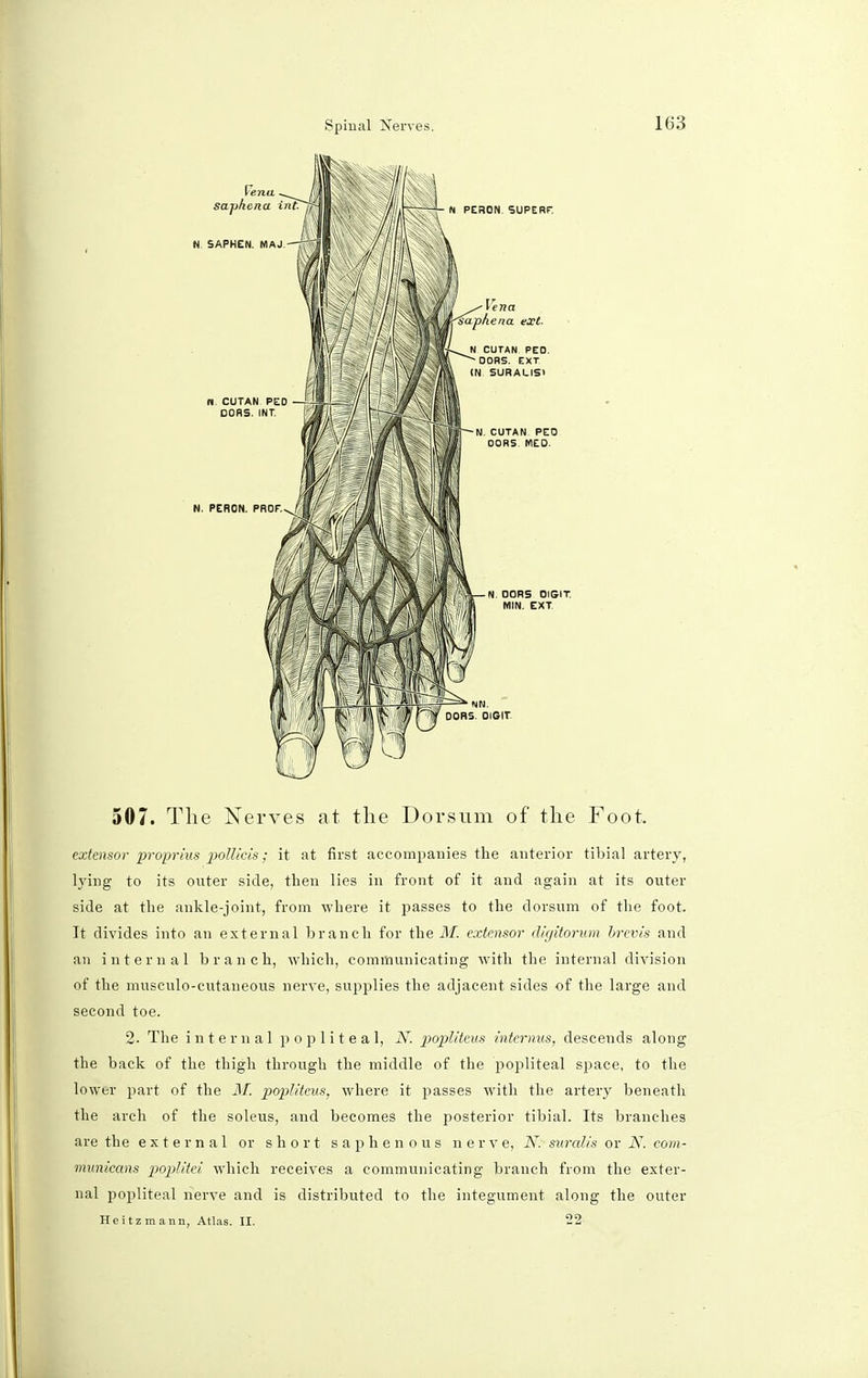 507. The Nerves at the Dorsum of the Foot, extensor proprius polltcis; it at first accompanies the anterior tibial artery, lying to its outer side, then lies in front of it and again at its outer side at the ankle-joint, from where it passes to the dorsum of the foot. It divides into an external branch for the M. extensor digitorum hrevis and an internal branch, which, communicating with the internal division of the musculo-cutaneous nerve, supplies the adjacent sides of the large and second toe. 2. The internal popliteal, N. poplitem internus, descends along the back of the thigh through the middle of the popliteal space, to the lower part of the M. popliteus, where it passes with the artery beneath the arch of the soleus, and becomes the posterior tibial. Its branches are the external or short saphenous nerve, N. suralis or N. com- municans poplitei which receives a communicating branch from the exter- nal popliteal nerve and is distributed to the integument along the outer Heitzmann, Atlas. II. 22