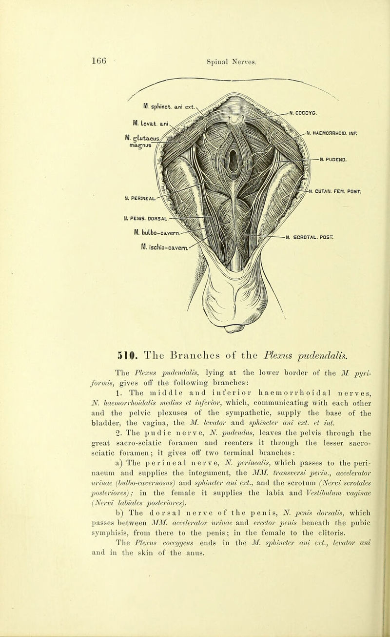 510. The Branches of the Plexus pudendalis. The Plexus pudendalis, lying at the lower border of the M. pyri- formis, gives off the following branches: 1. The middle and inferior h a e m o r r h o i d a 1 nerves, N. haemorrhoidalis medius et inferior, which, communicating with each other and the pelvic plexuses of the sympathetic, supply the base of the bladder, the vagina, the M. levator and sp>liincter ani ext. et int. 2. The pudic nerve, N. pudendus, leaves the pelvis through the great sacro-sciatic foramen and reenters it through the lesser sacro- sciatic foramen; it gives off two terminal branches: a) The perineal nerve, N. perinealis, which passes to the peri- naeum and supplies the integument, the MM. transversi perin., accelerator urinae (bulbo-cavernosus) and spliinctcr ani ext., and the scrotum (Nervi scrotales posteriores); in the female it supplies the labia and Yestibulum vaginae (Nervi labiales posteriores). b) The dorsal nerve of the penis, N. penis dorsalis, which passes between MM. accelerator urinae and erector penis beneath the pubic symphisis, from there to the penis; in the female to the clitoris. The Plexus coccygeus ends in the M. sphincter ani ext., levator ani and in the skin of the anus.