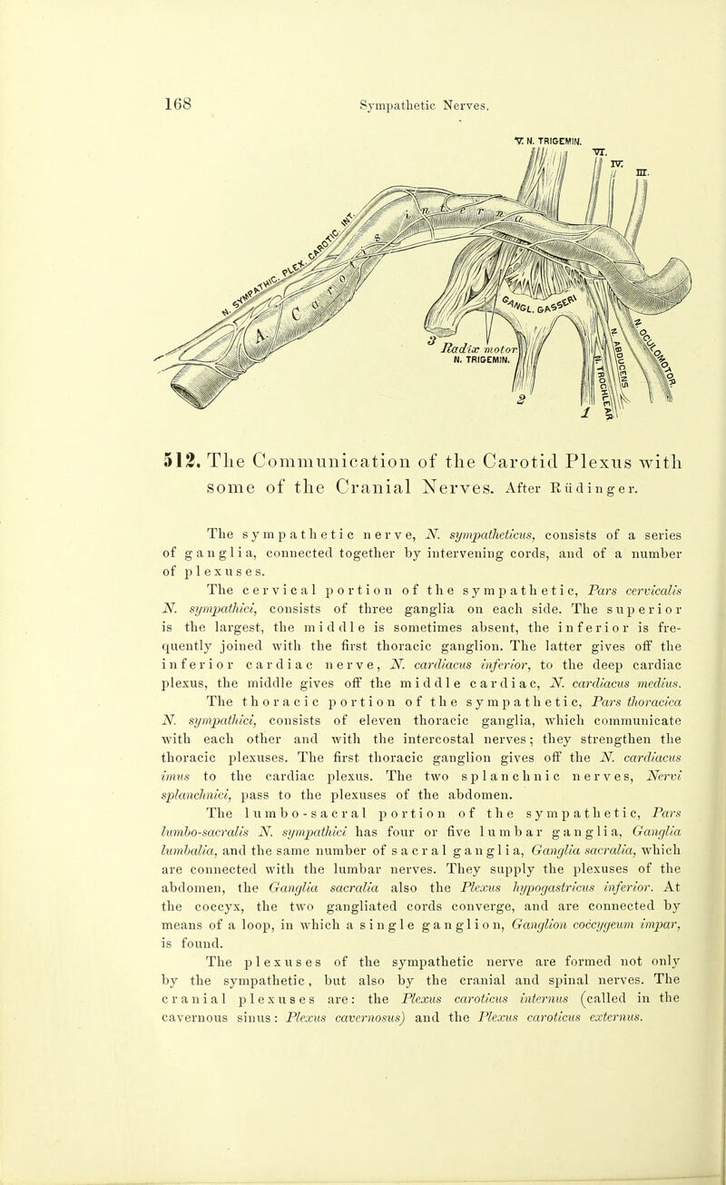 V N. TR1GEM1M. 512. The Communication of the Carotid Plexus with some of the Cranial Nerves. After Eiidinger. The sympathetic nerve, N. sympatheticus, consists of a series of ganglia, connected together by intervening cords, and of a number of plexuses. The cervical portion of the sympathetic, Pars cermcalis N. sympathici, consists of three ganglia on each side. The superior is the largest, the middle is sometimes absent, the inferior is fre- quently joined with the first thoracic ganglion. The latter gives off the inferior cardiac nerve, N. cardiacus inferior, to the deep cardiac plexus, the middle gives off the middle cardiac, N. cardiacus medius. The thoracic portion of the sympathetic, Pars thoracica N. sympathici, consists of eleven thoracic ganglia, which communicate with each other and with the intercostal nerves; they strengthen the thoracic plexuses. The first thoracic ganglion gives off the N. cardiacus imus to the cardiac plexus. The two splanchnic nerves, Nervi splanchnici, pass to the plexuses of the abdomen. The lumbo-sacral portion of the sympathetic, Pars lumbo-sacralis N. sympathici has four or five lumbar ganglia, Ganglia lumbalia, and the same number of sacral ganglia, Ganglia sacralia, which are connected with the lumbar nerves. They supply the plexuses of the abdomen, the Ganglia sacrcdia also the Plexus hypogastrics inferior. At the coccyx, the two gangliated cords converge, and are connected by means of a loop, in which a single ganglion, Ganglion coccygeum impar, is found. The plexuses of the sympathetic nerve are formed not only by the sympathetic, but also by the cranial and spinal nerves. The cranial plexuses are: the Plexus caroticus interims (called in the cavernous sinus: Plexus cavernosus) and the Plexus caroticus externus.