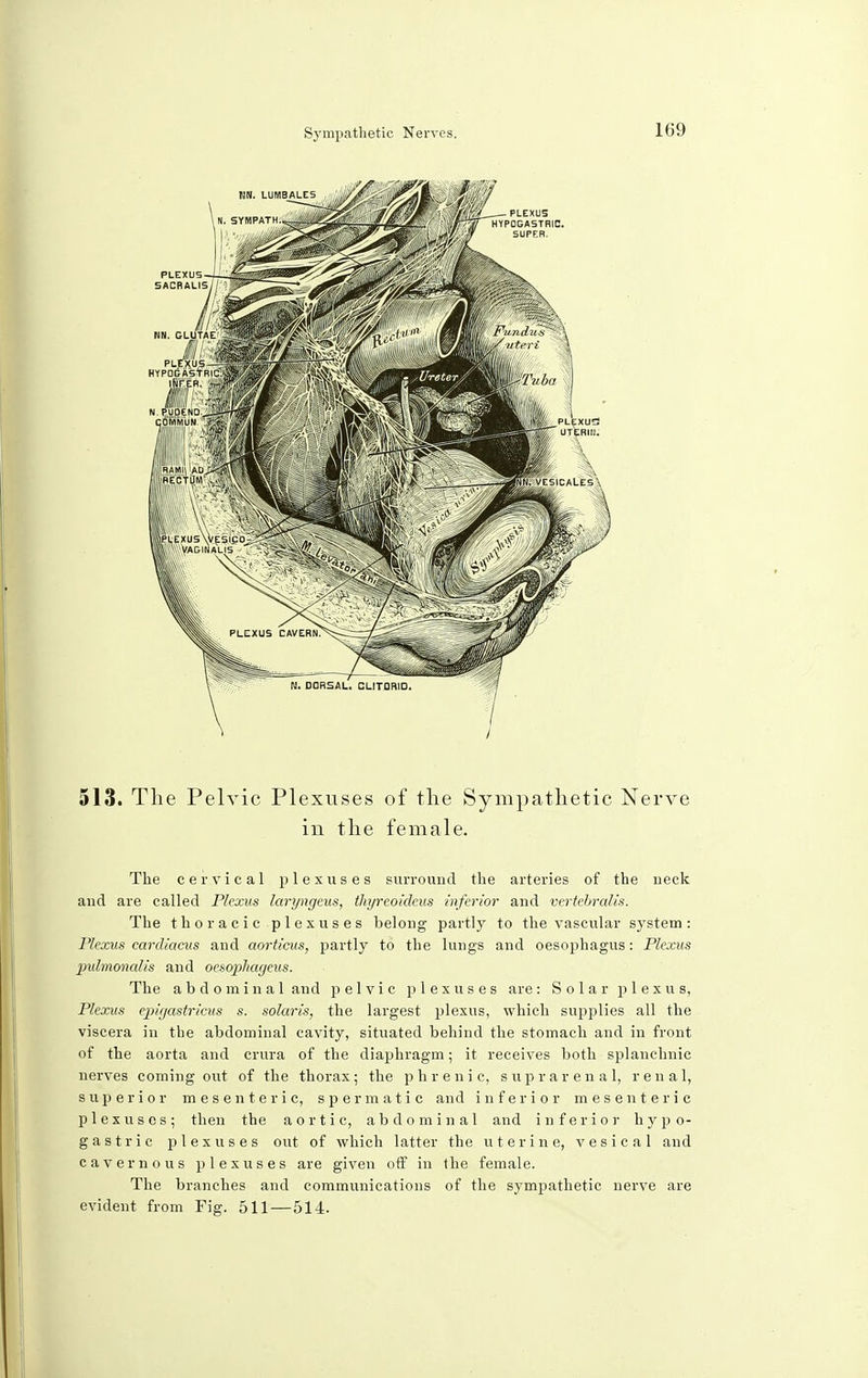 513. The Pelvic Plexuses of the Sympathetic Nerve in the female. The cervical plexuses surround the arteries of the neck and are called Plexus laryngeus, tliyreoideus inferior and vertebralis. The thoracic plexuses belong partly to the vascular system: Plexus cardiacus and aorticus, partly to the lungs and oesophagus: Plexus puhnonalis and oesopliageus. The abdominal and pelvic plexuses are: Solar plexus, Plexus epigastricus s. Solaris, the largest plexus, which supplies all the viscera in the abdominal cavity, situated behind the stomach and in front of the aorta and crura of the diaphragm; it receives both splanchnic nerves coming out of the thorax; the phrenic, suprarenal, renal, superior mesenteric, spermatic and inferior mesenteric plexuses; then the aortic, abdominal and inferior hypo- gastric plexuses out of which latter the uterine, vesical and cavernous plexuses are given off in the female. The branches and communications of the sympathetic nerve are evident from Fig. 511—514.